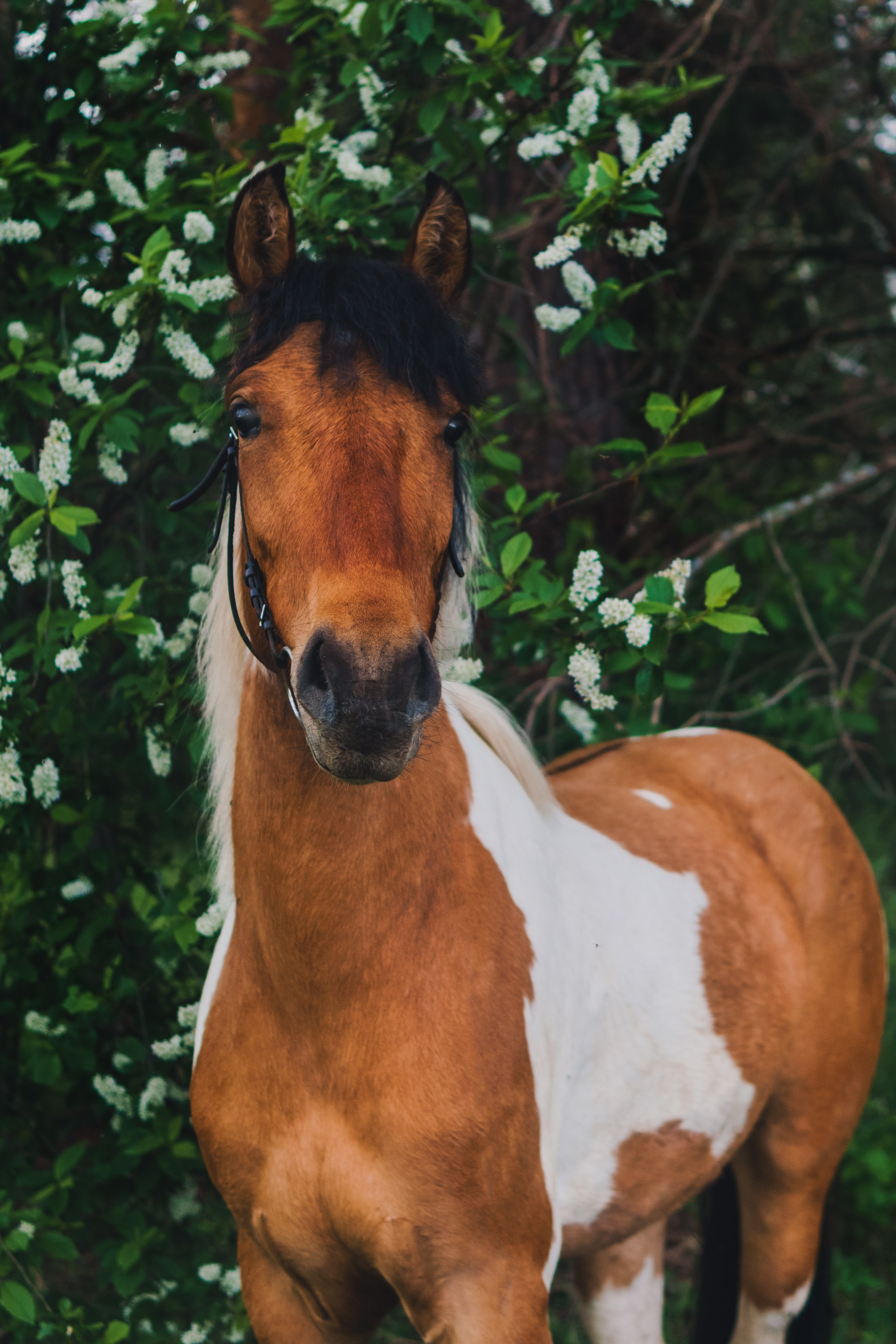 Life with horse. Saamill