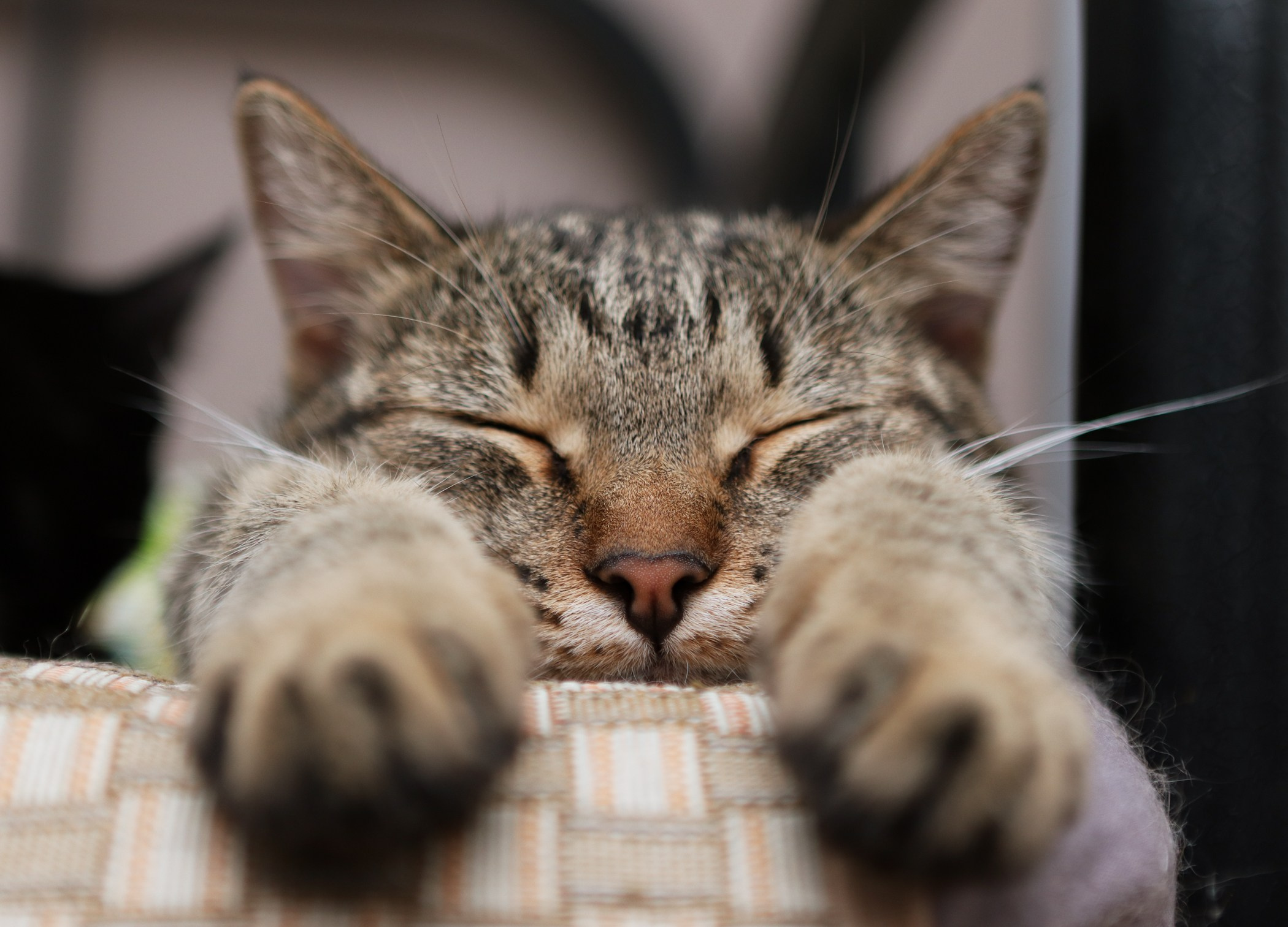 Кошки. Фотограф-анималист Полина Колкова | Москва