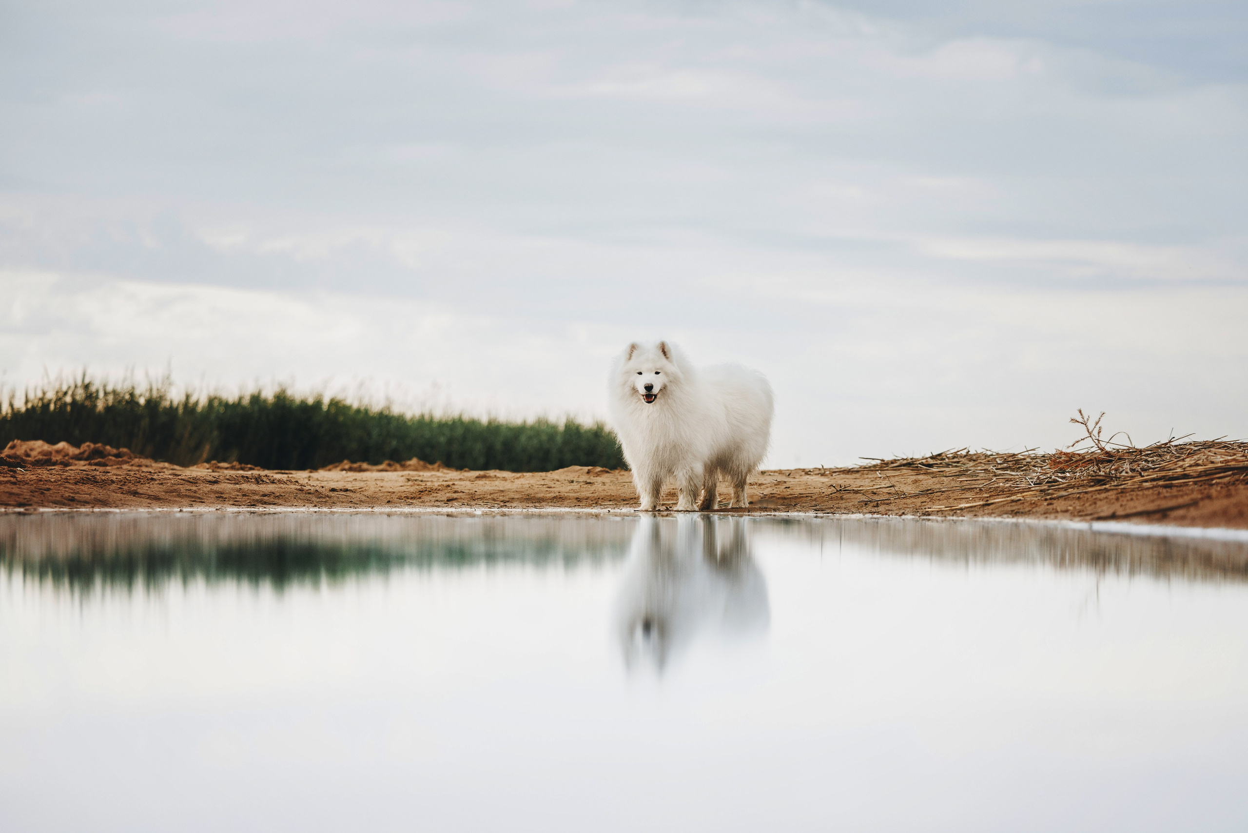 Женя и Цезарь. Фотограф анималист Осипчикова Мария