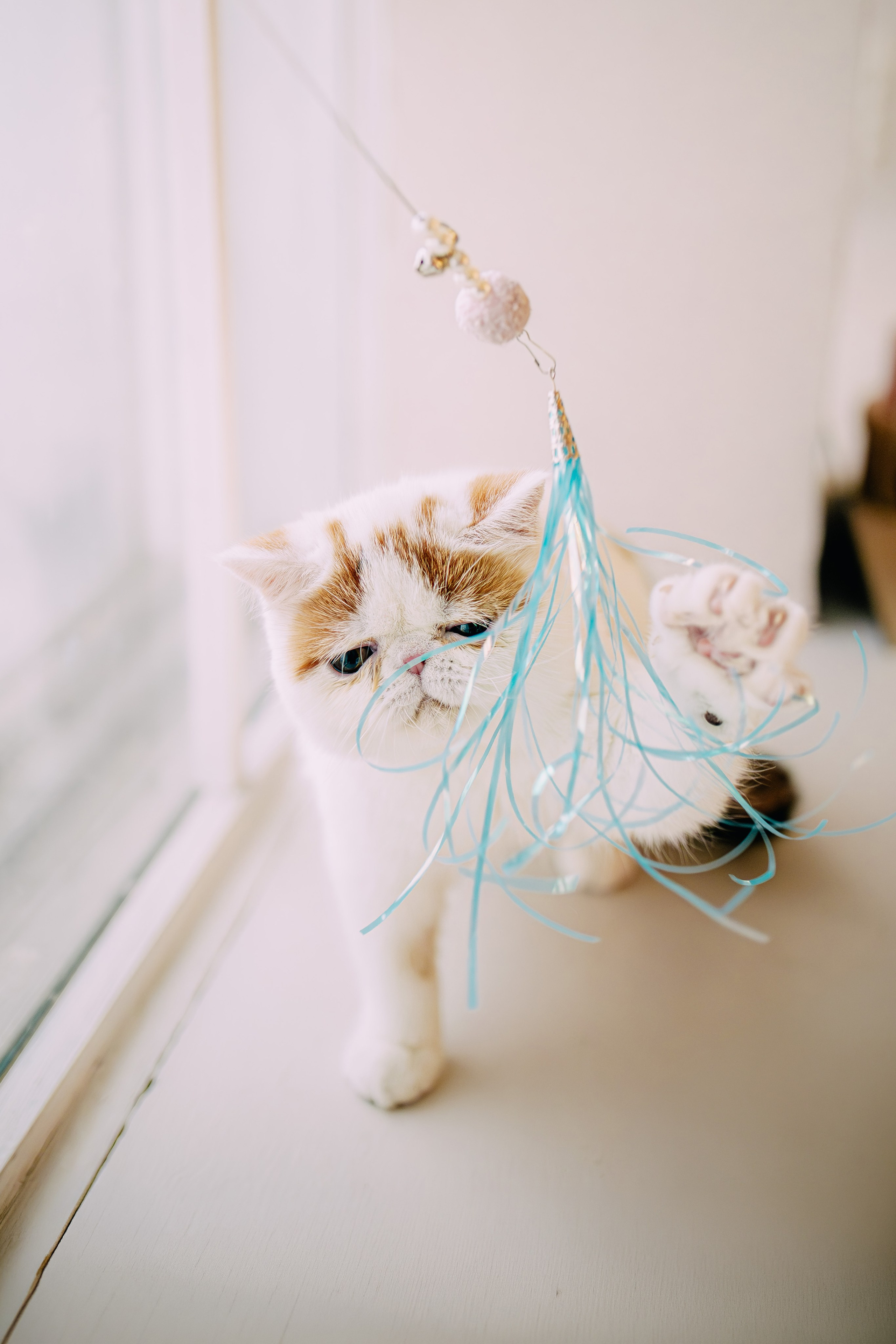 Султан, Мэй Мэй и Шанталь и их семья