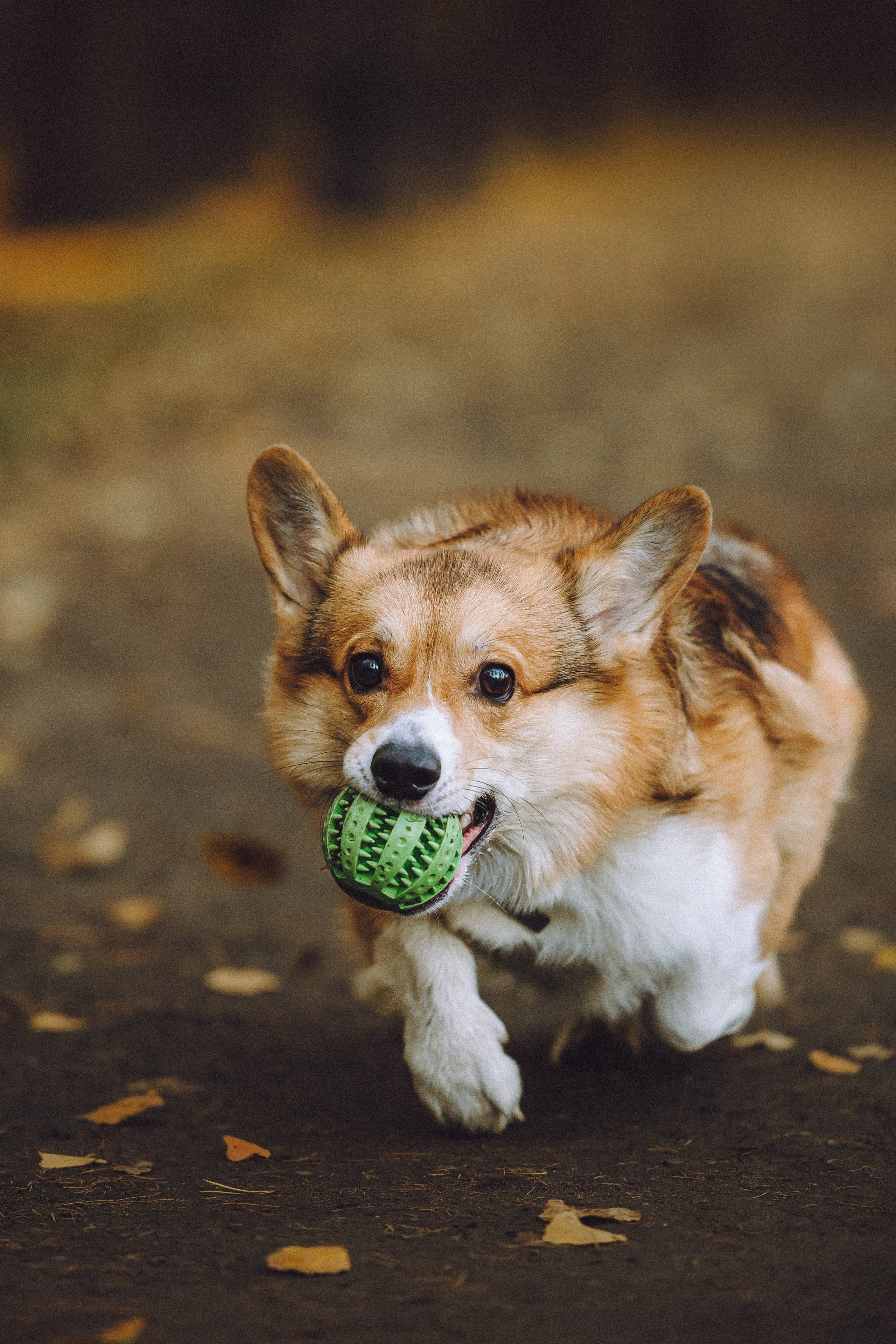 Карина, Даня и Аркаша