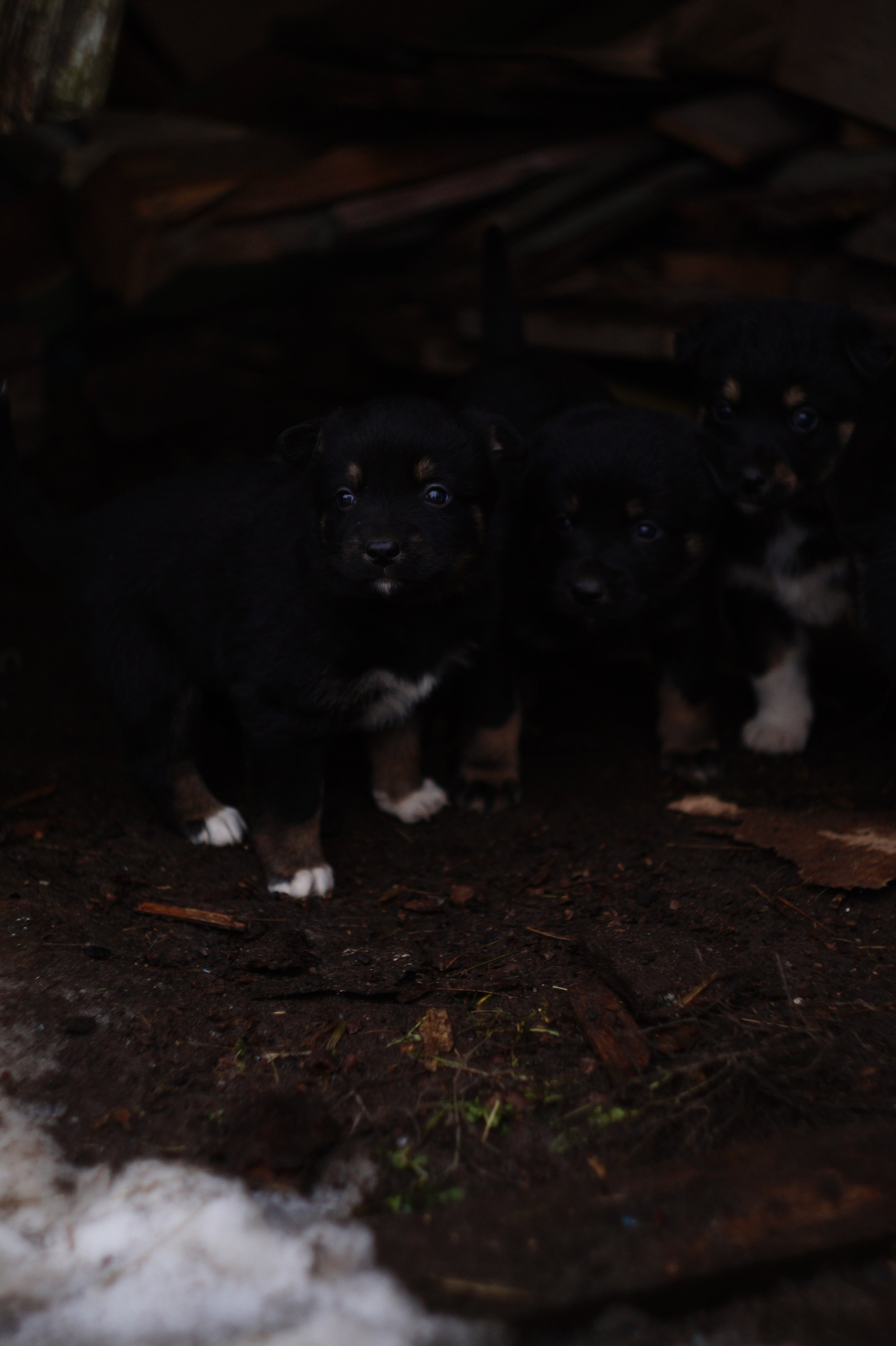 Dogs. Профессиональный фотограф