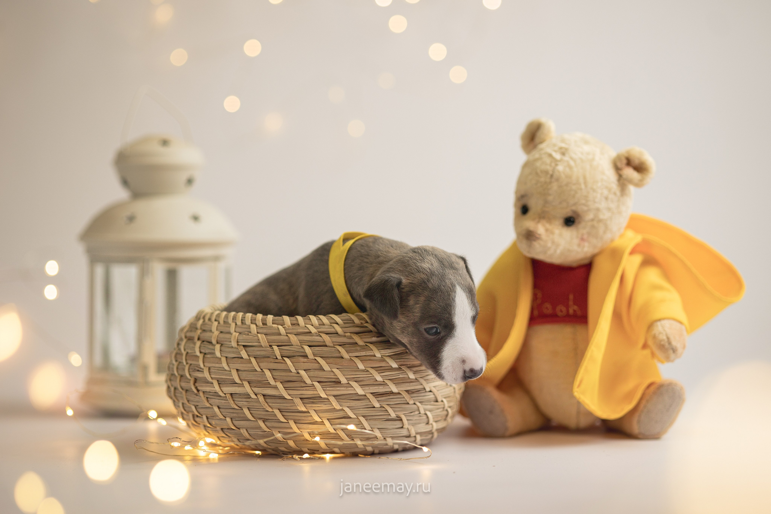 Малыши уиппеты Великбековых. Фотограф анималист в Москве Майорова Евгения