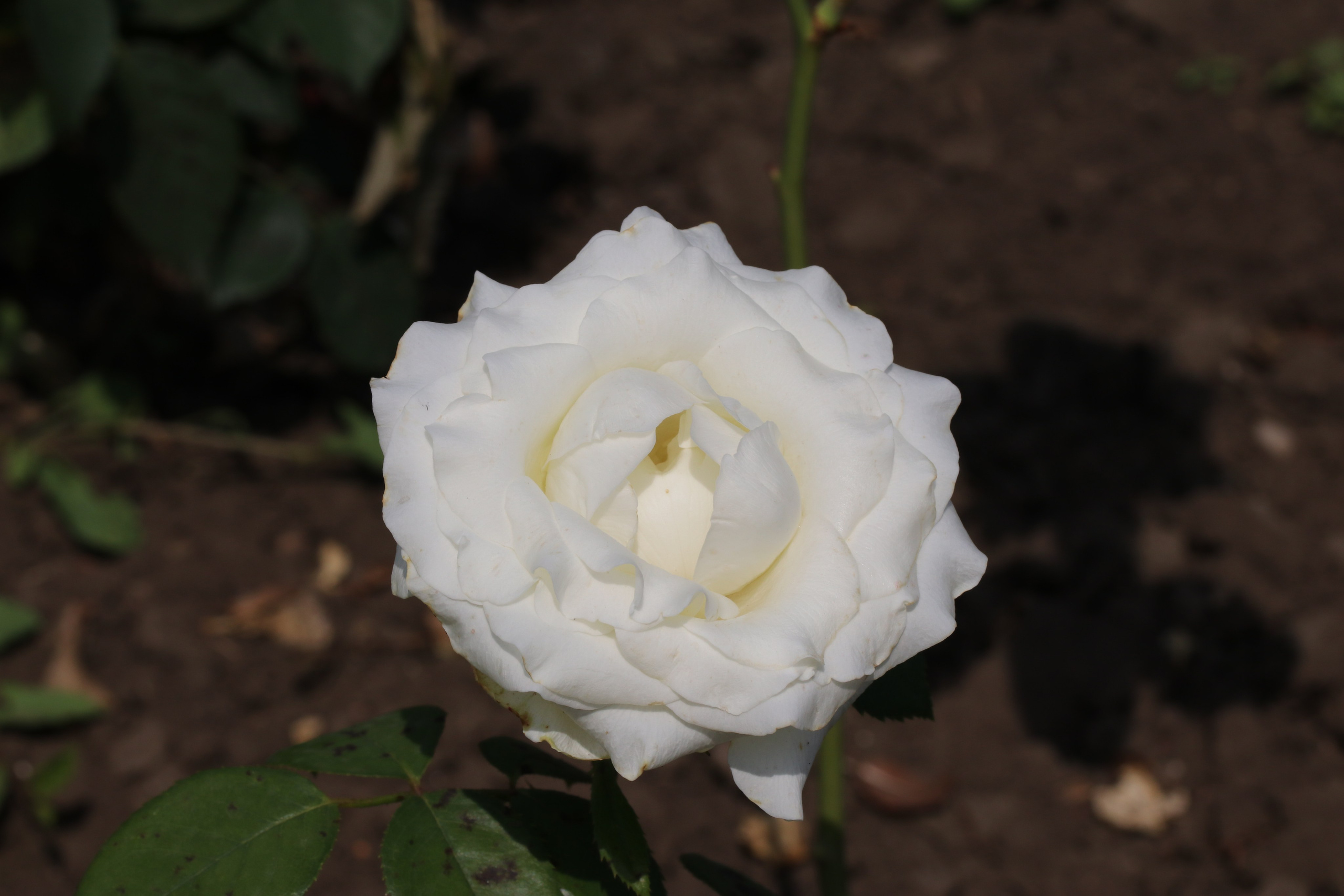 Долина роз в Кисловодске. Фото-художник и Репортажный фотограф Николаев Александр Алексеевич