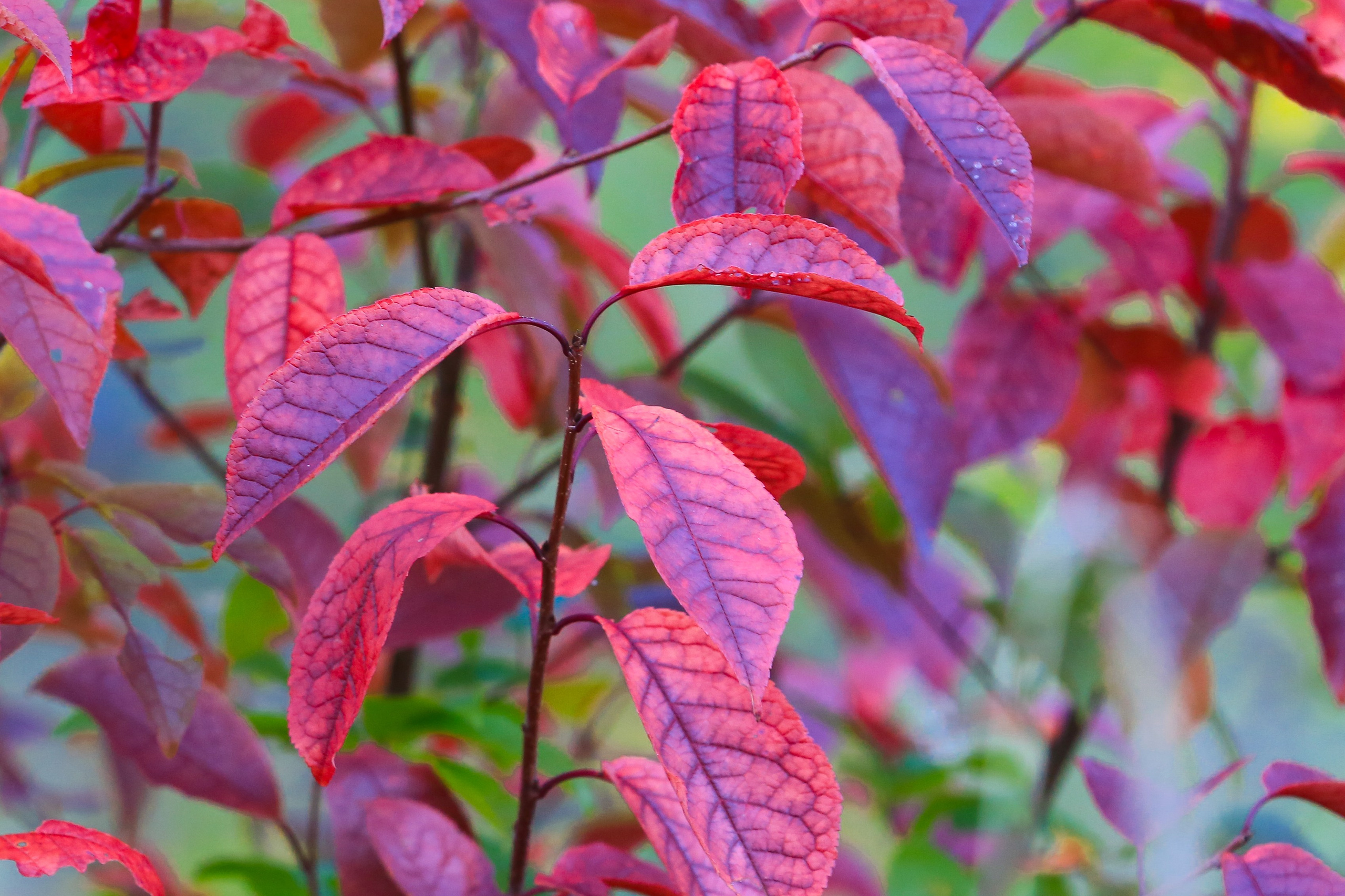 Фото Природы Забайкалья. Студия Максима Белослюдцева