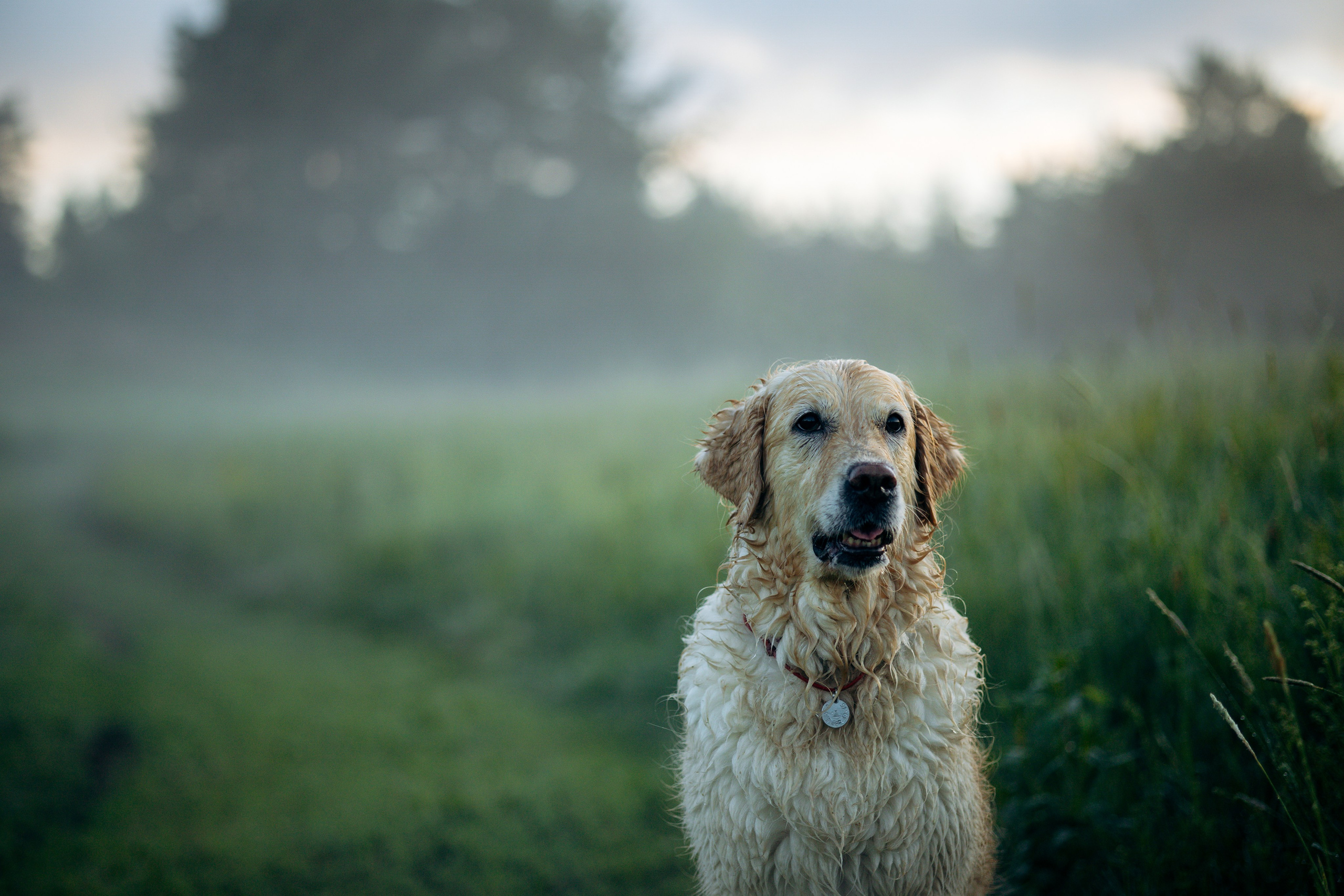 Юля и Руби. Фотограф — Анималист | Санкт-Петербург