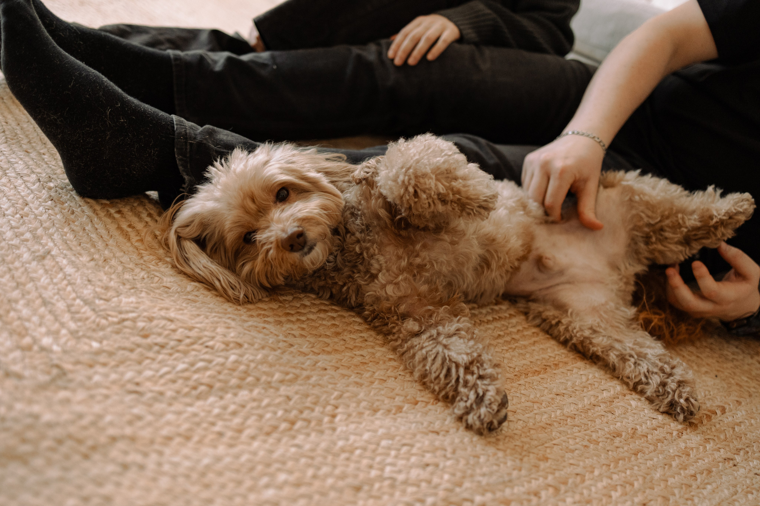 Шкипер и его семья. Фотограф — Анималист | Санкт-Петербург