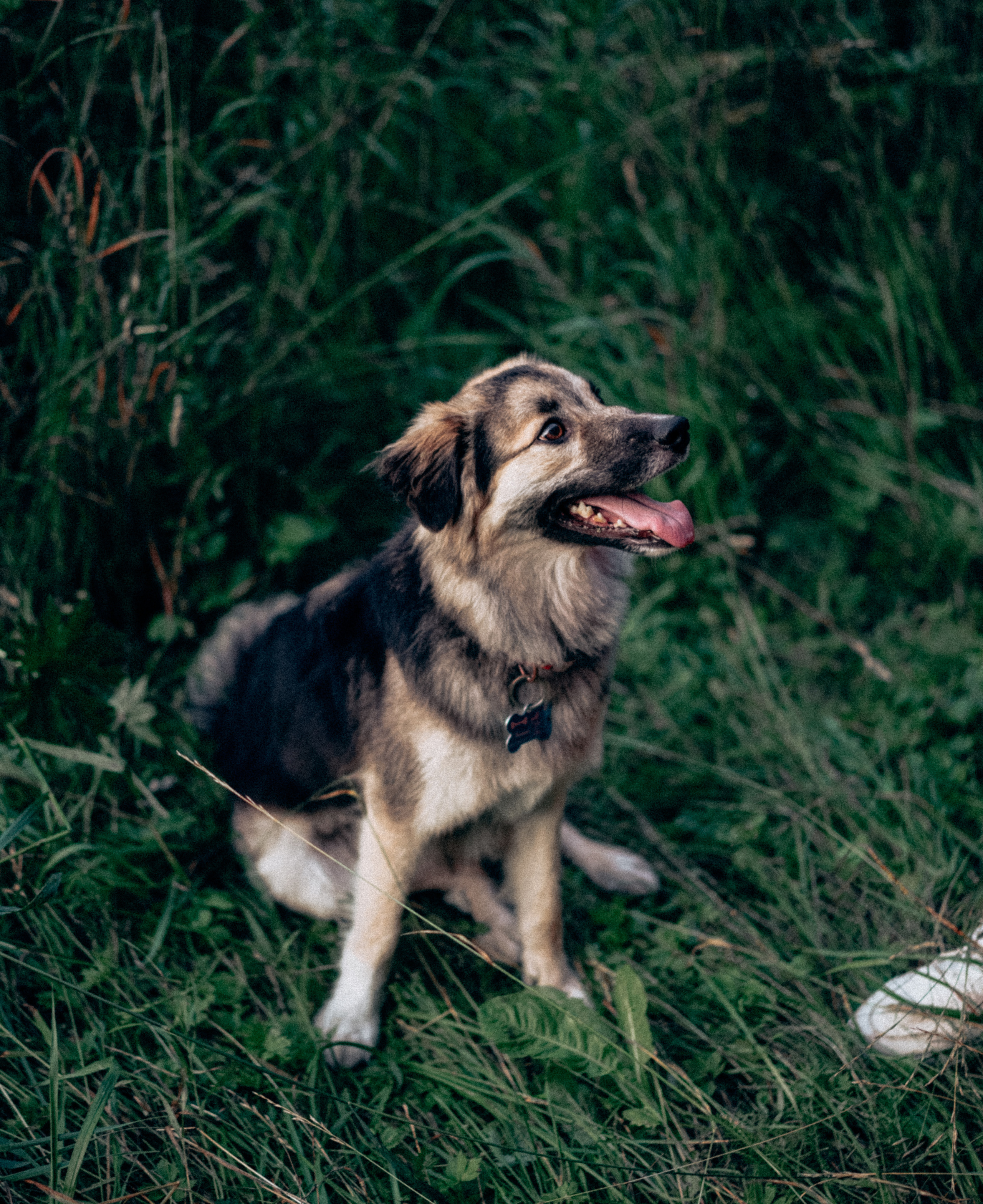 Юля, Сэра и Лютик. Фотограф Казань