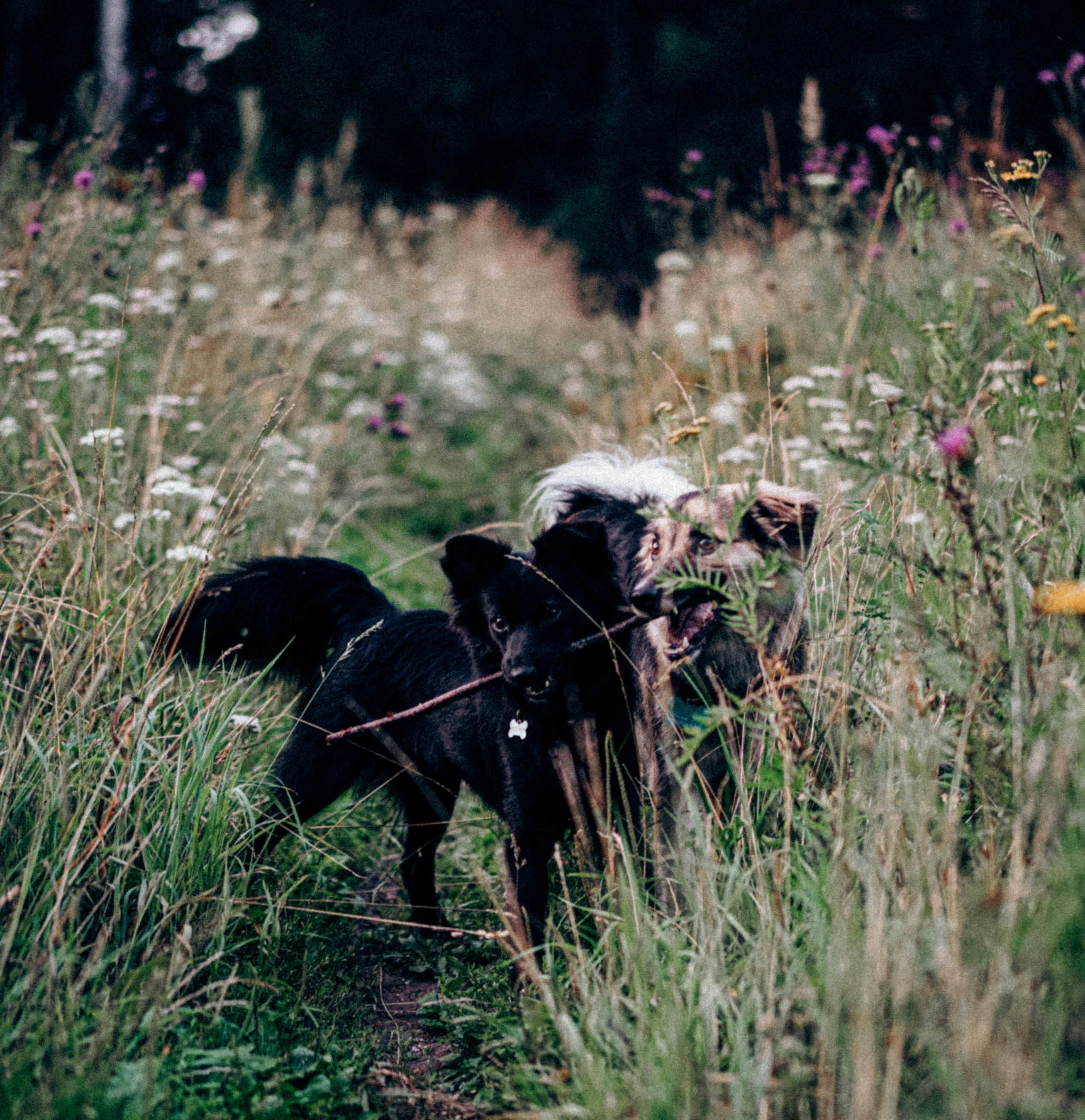 Юля, Сэра и Лютик. Фотограф Казань