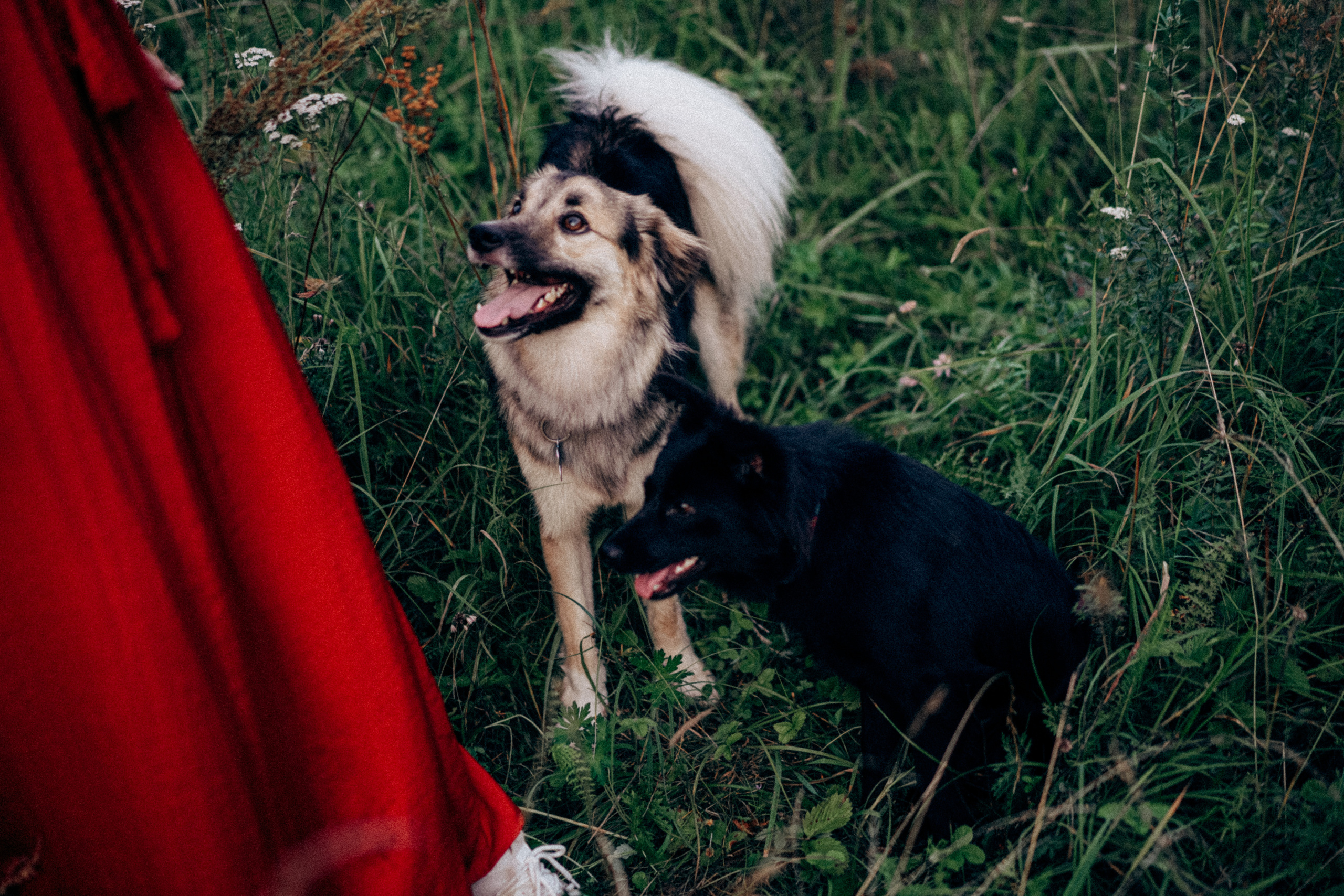 Юля, Сэра и Лютик. Фотограф Казань
