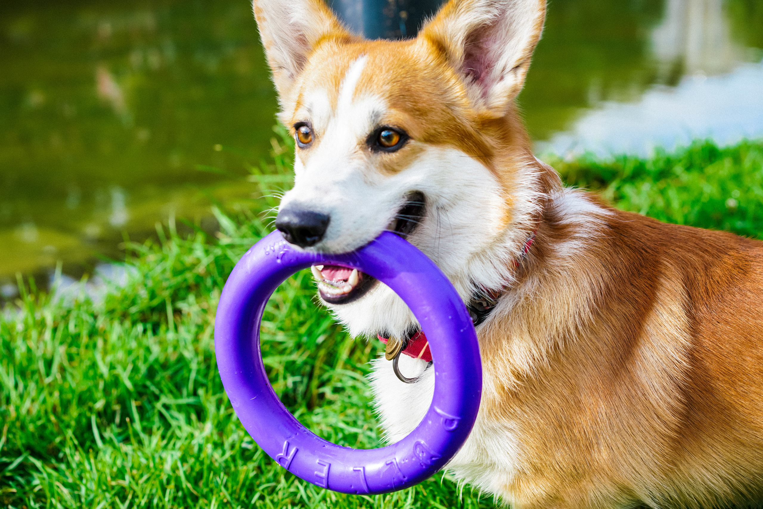 Даша и Аарон. Фотограф Казань