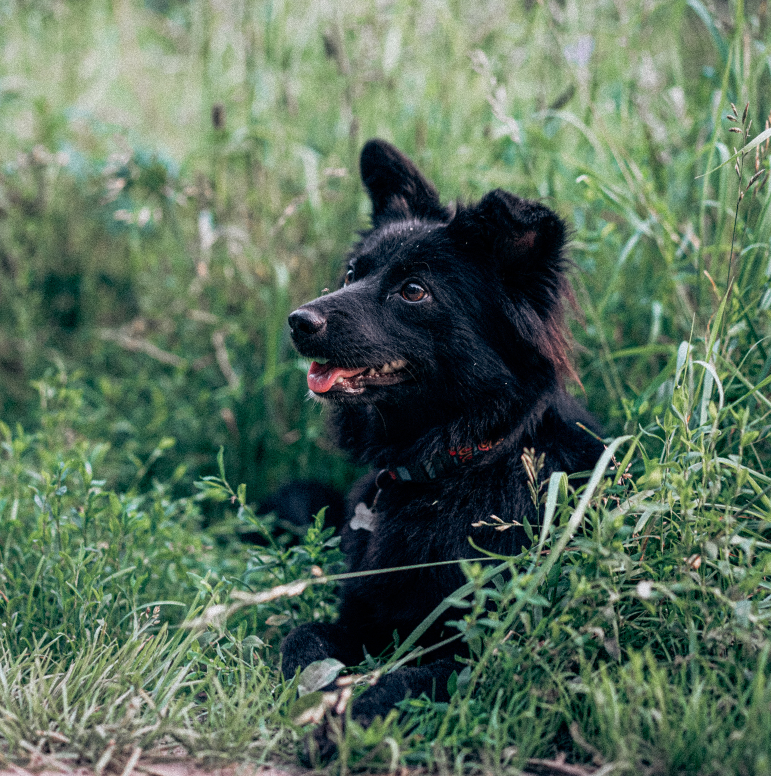 Юля, Сэра и Лютик. Фотограф Казань