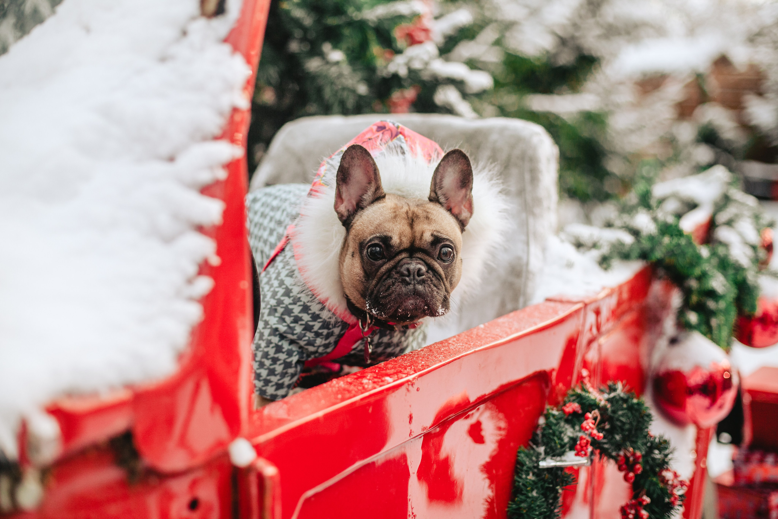 Зингер дача. Фотограф-анималист Татьяна Степанова