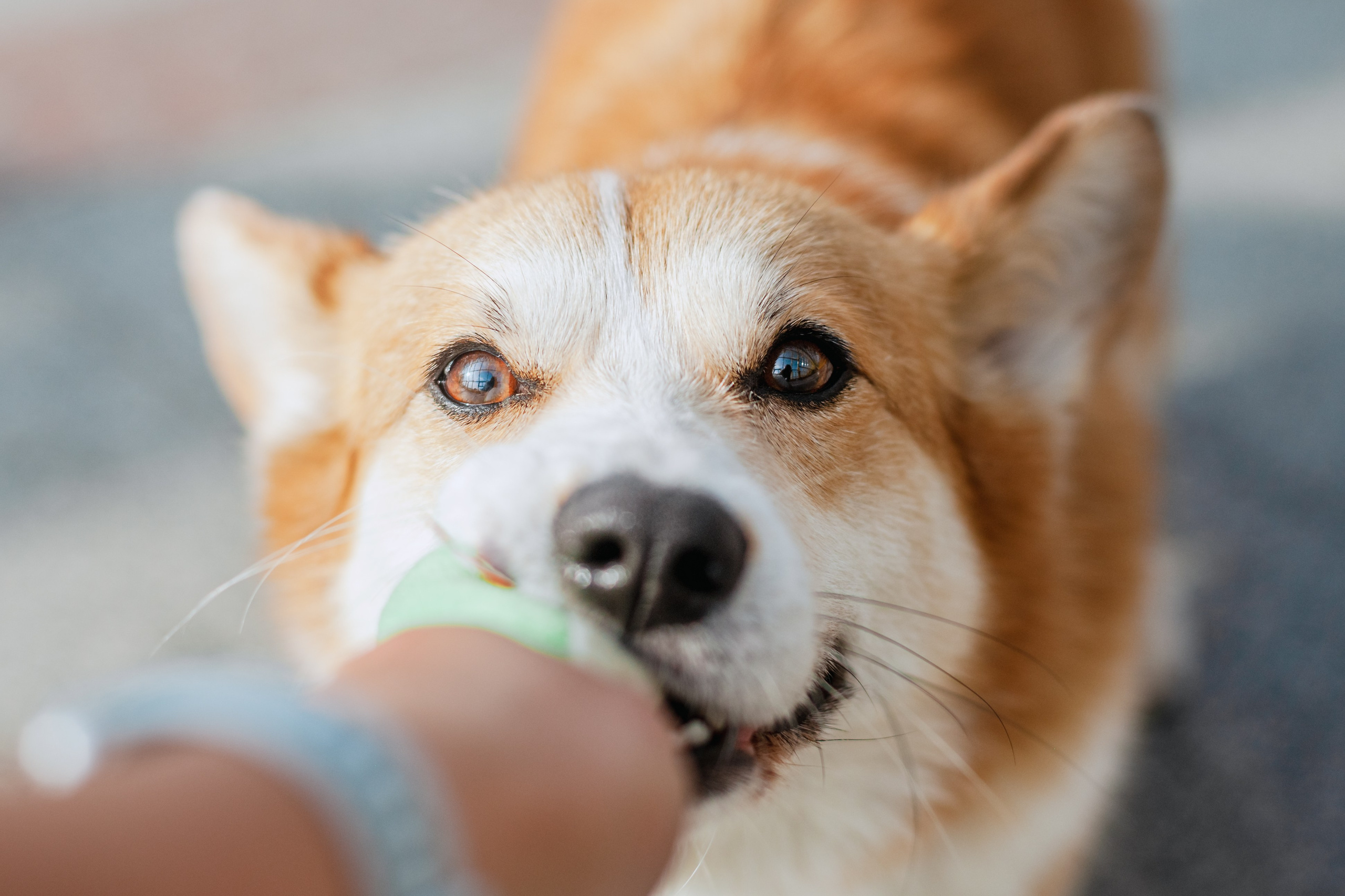 Андреевский мост. Фотограф-анималист Татьяна Степанова