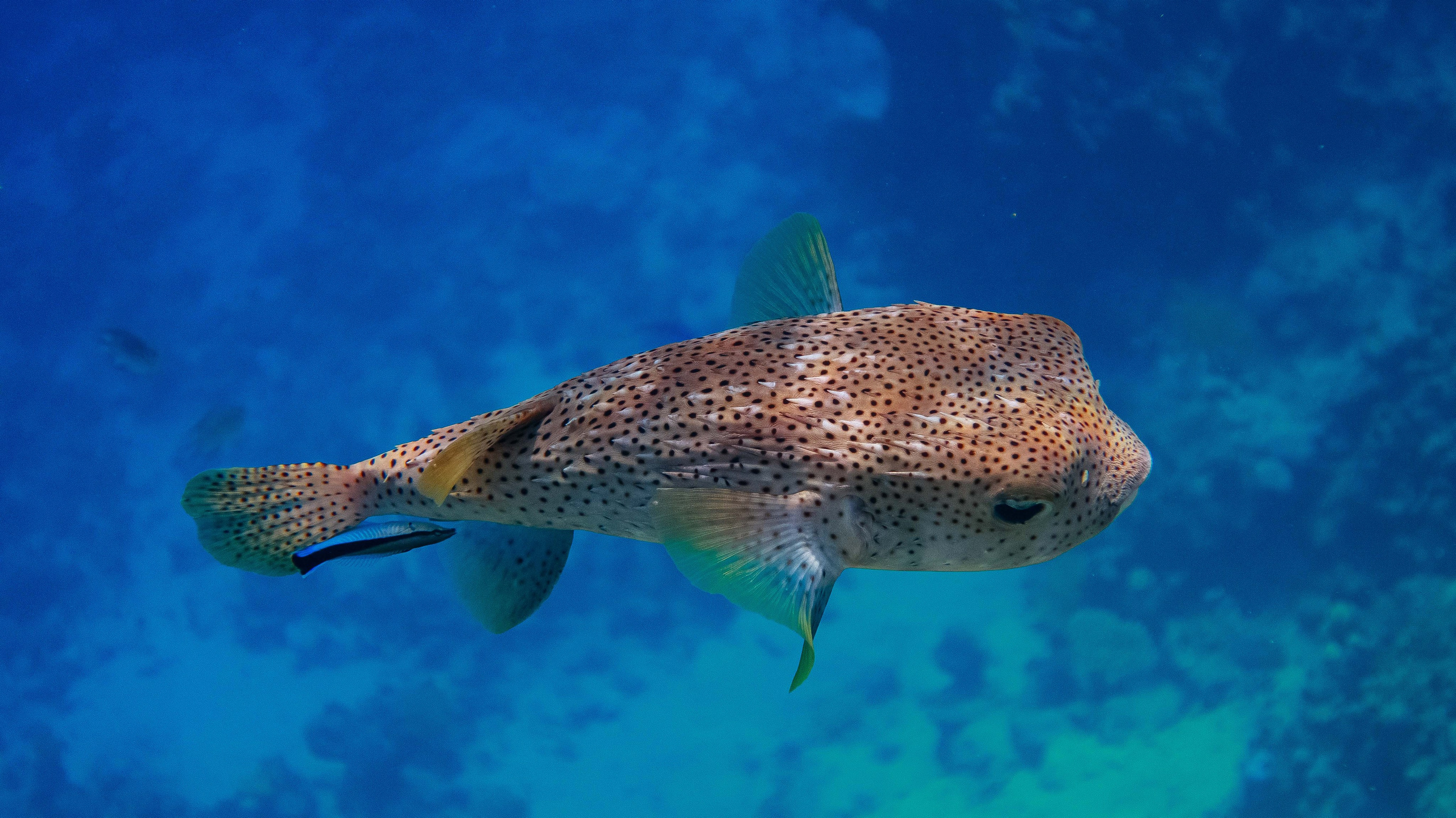 Fish. Фотограф Светлана Голицына