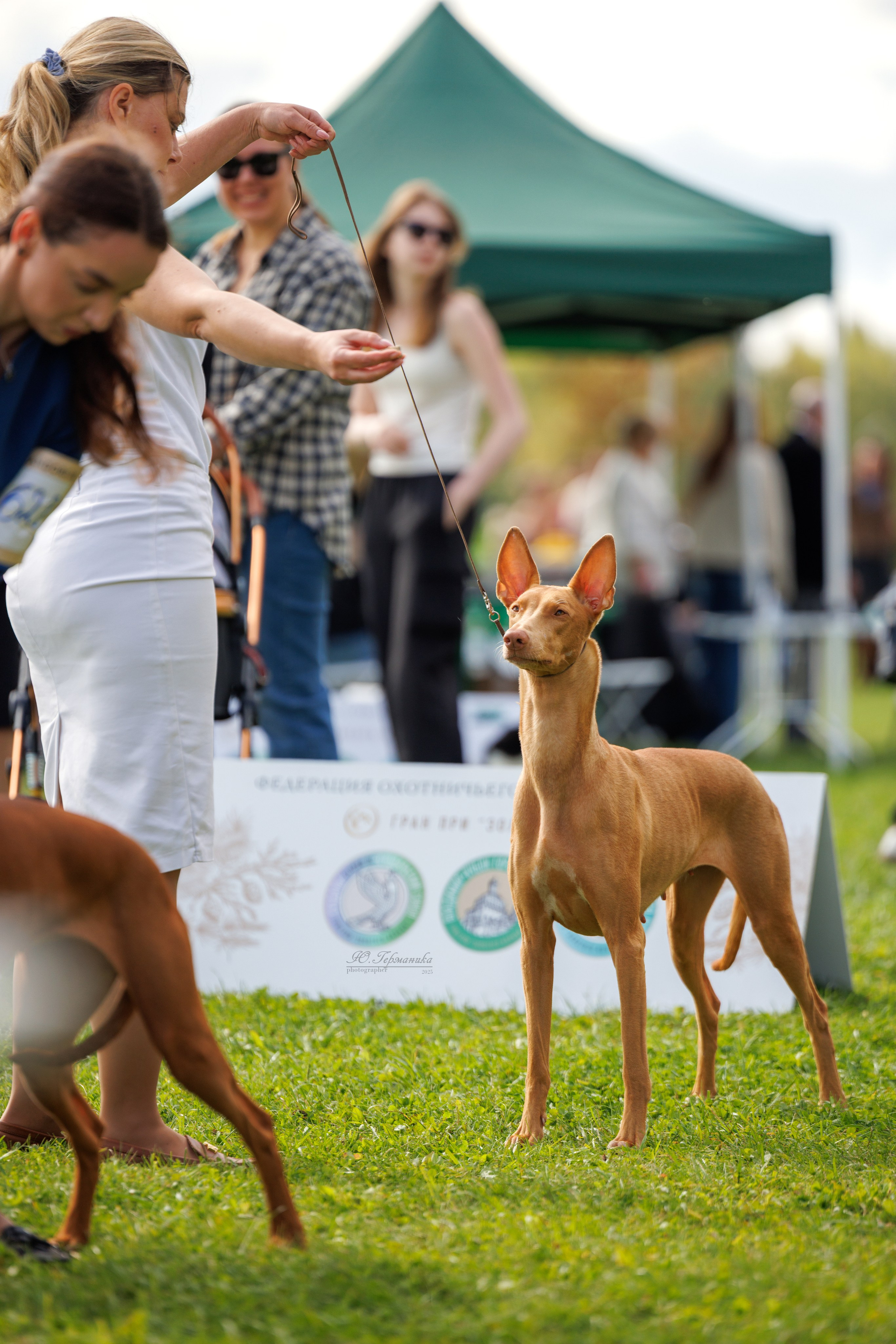 Переславль 5-7.08.2025. Фотограф-анималист Юлия Германика