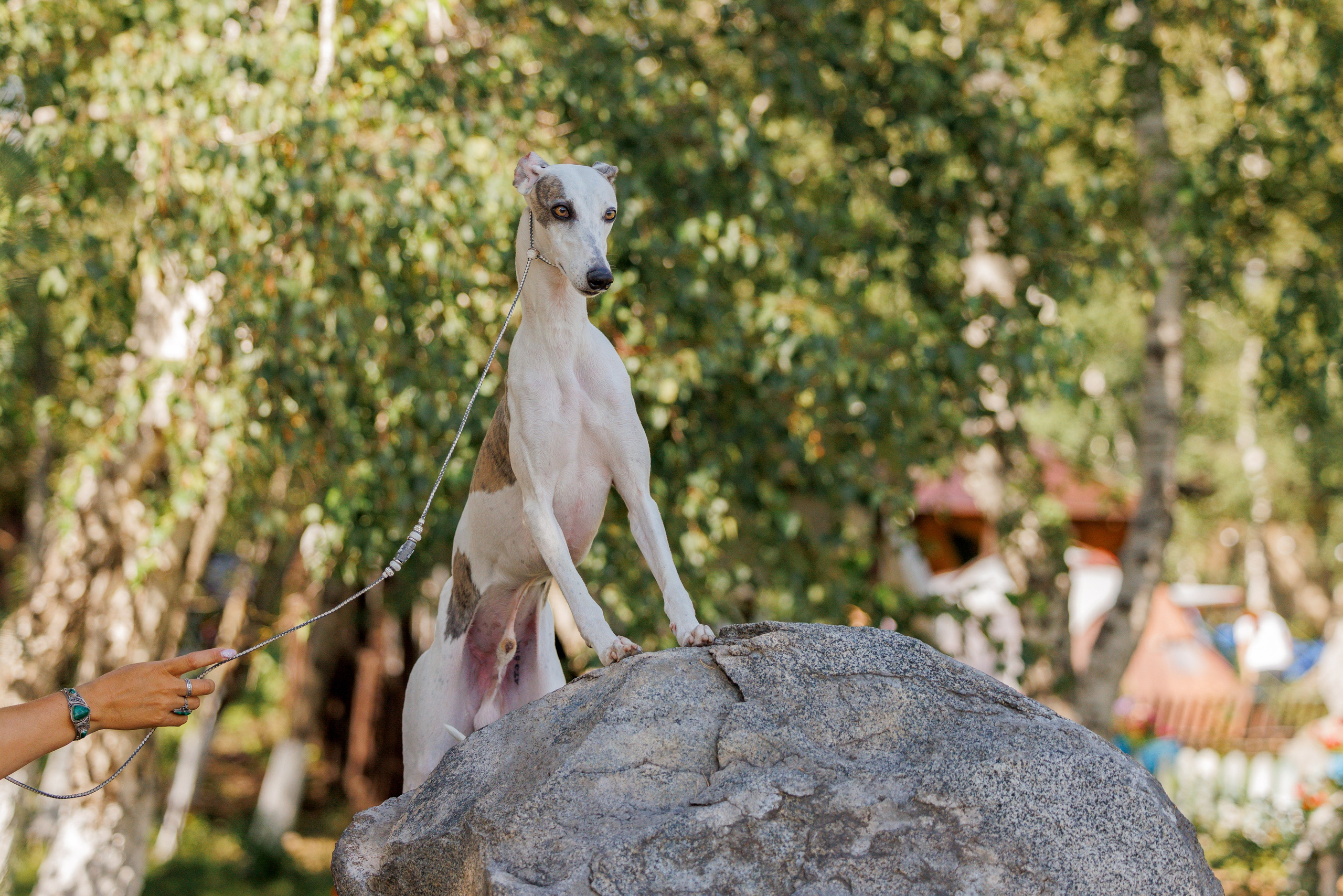 Астана 2хCACIB 17-18.08.2024. Фотограф-анималист Юлия Германика