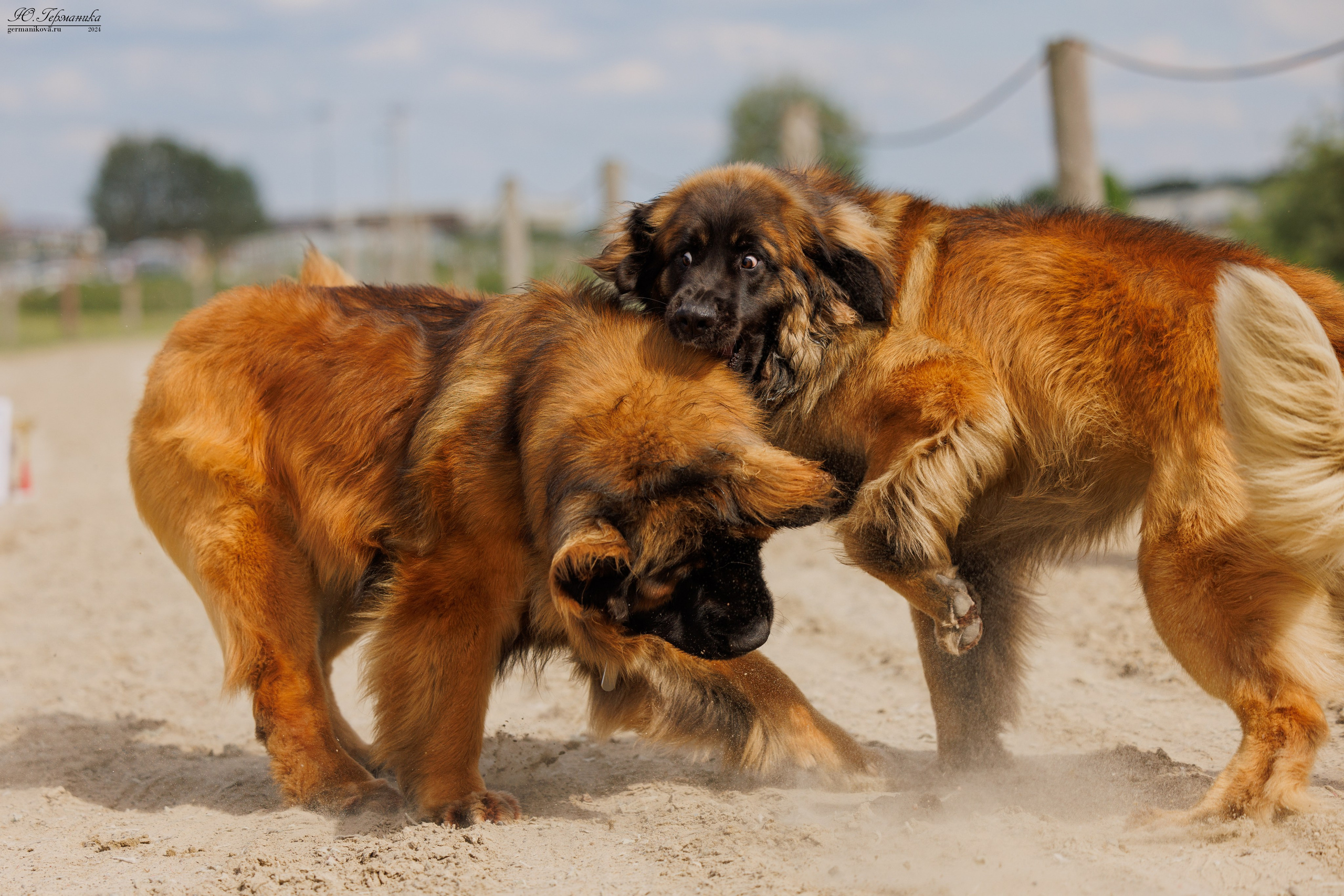РОССИЯ 8-9.06.2024. Фотограф-анималист Юлия Германика