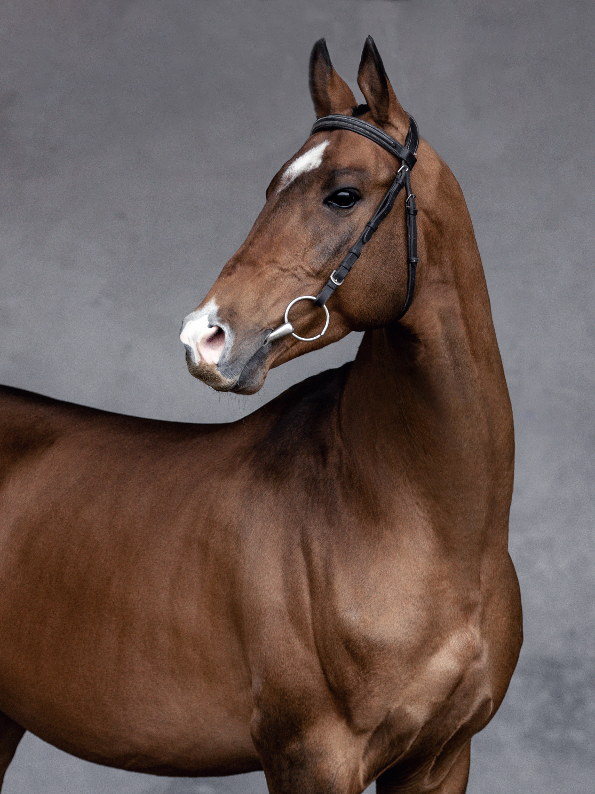 Съёмка лошадей/ цвет. Конный фотограф в Калининграде Елена Курбатова