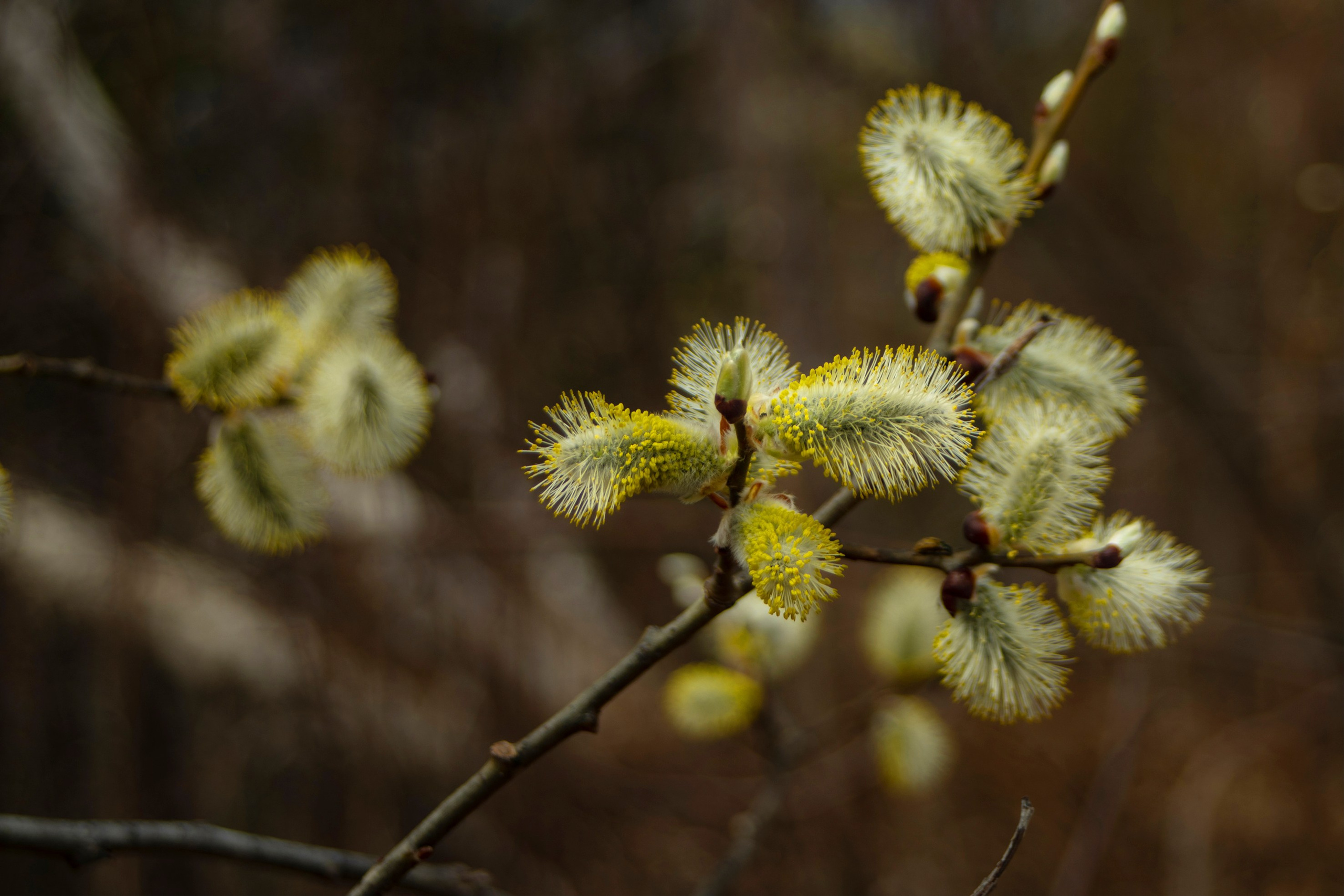 Природа. Команда фотографов Кристины Ивановой
