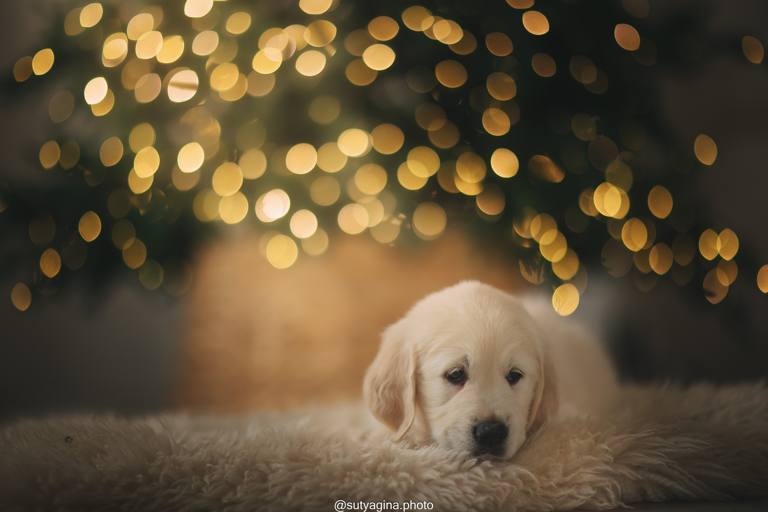 Розовый ошейник. Свадебный и женский фотограф