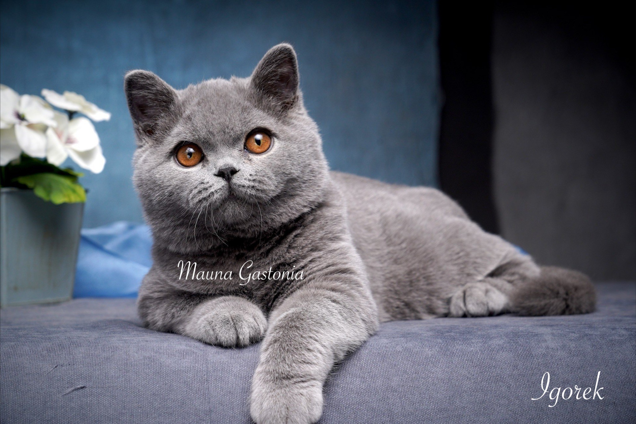 Igorek. Mauna Gastonia