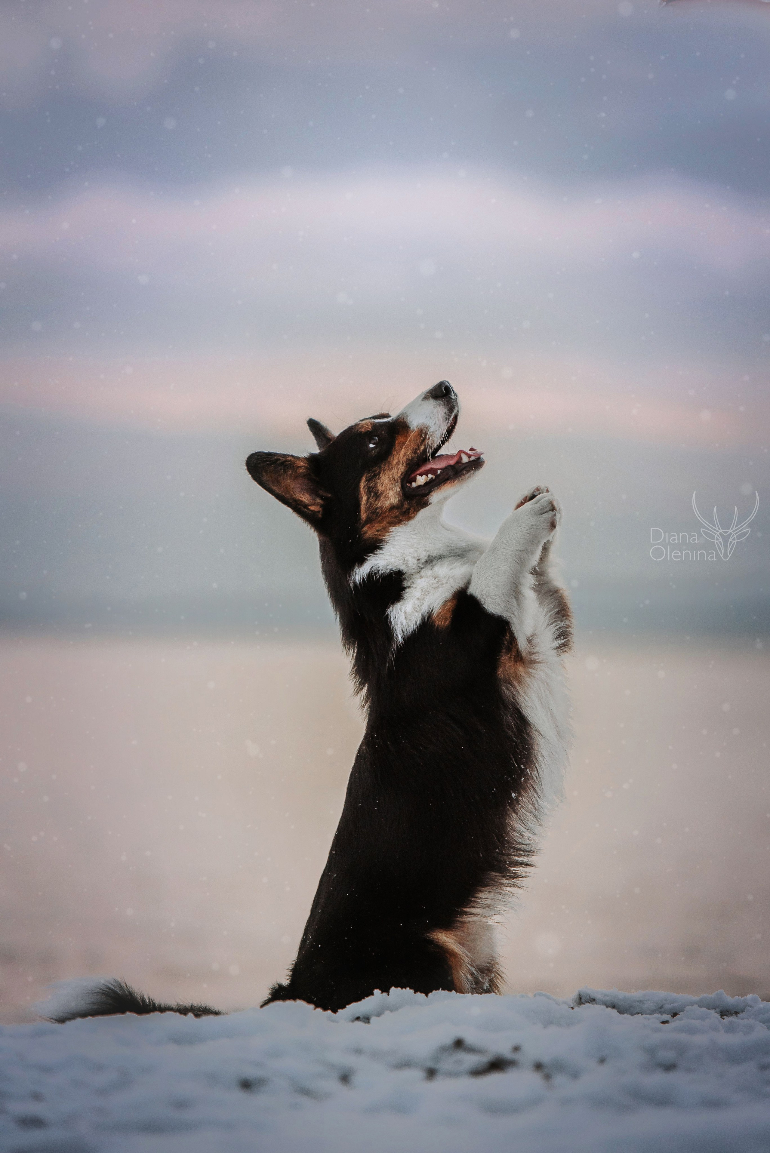 Собаки уличные. Фотограф Диана Оленина Красноярск / Братск