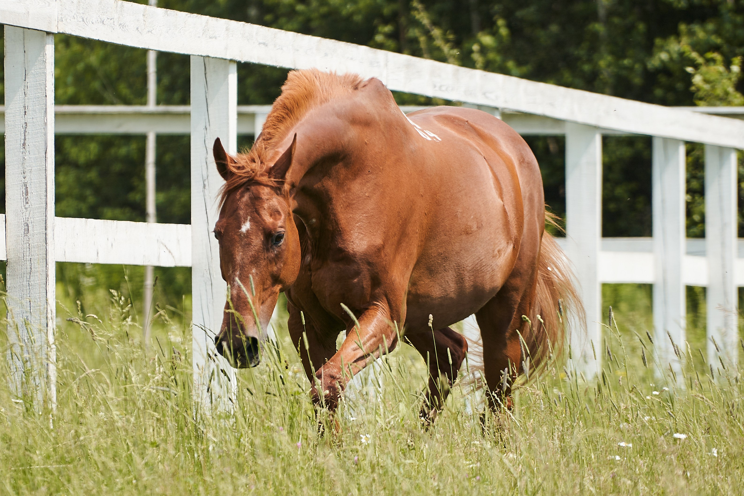 Эмбилгон, буденновский, КСК «Звёздный». Фотосессии с лошадьми в Москве, Новосибирске