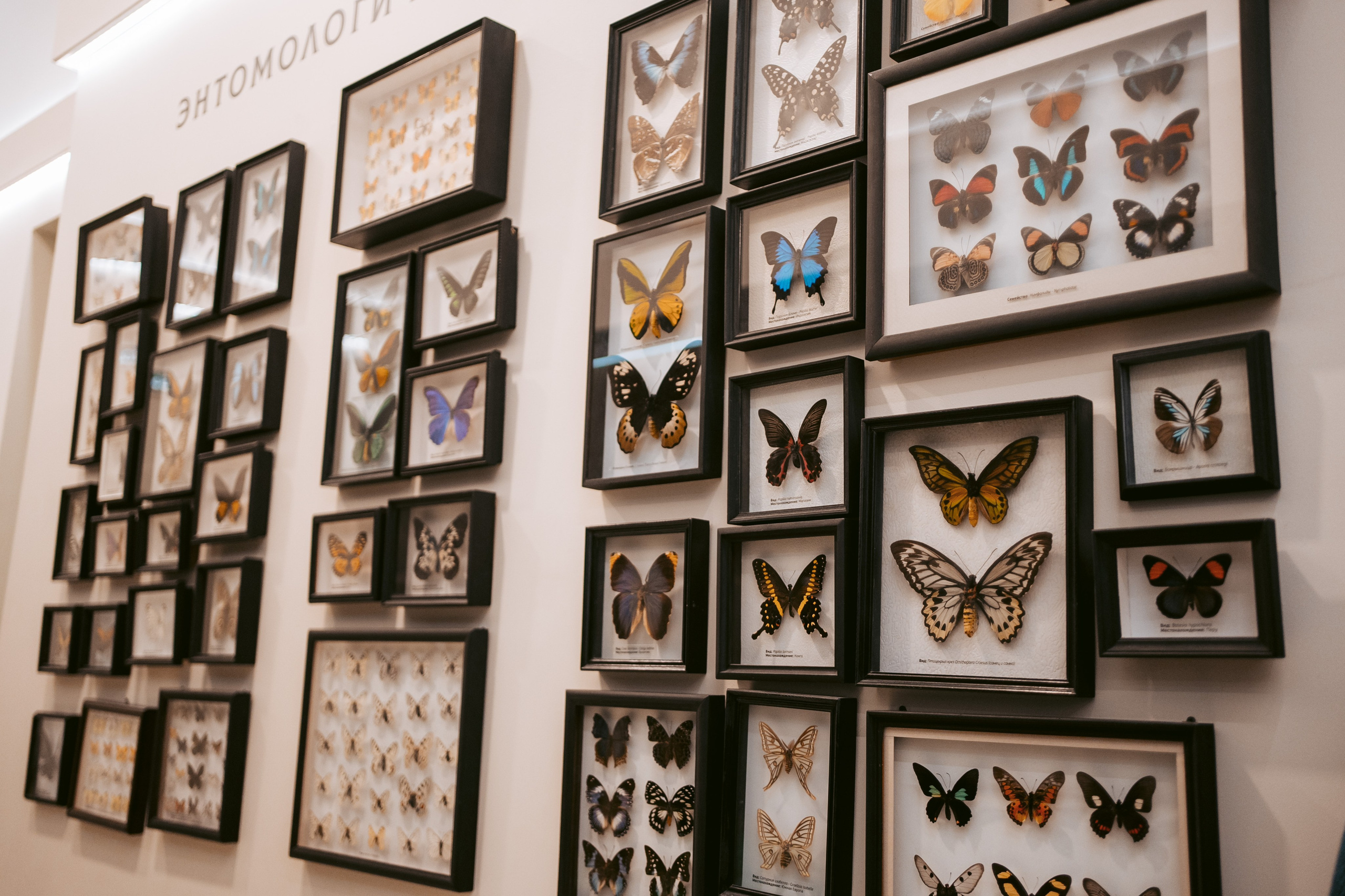 Ночь искусств 2023. Фотограф на любое событие в Кемерово