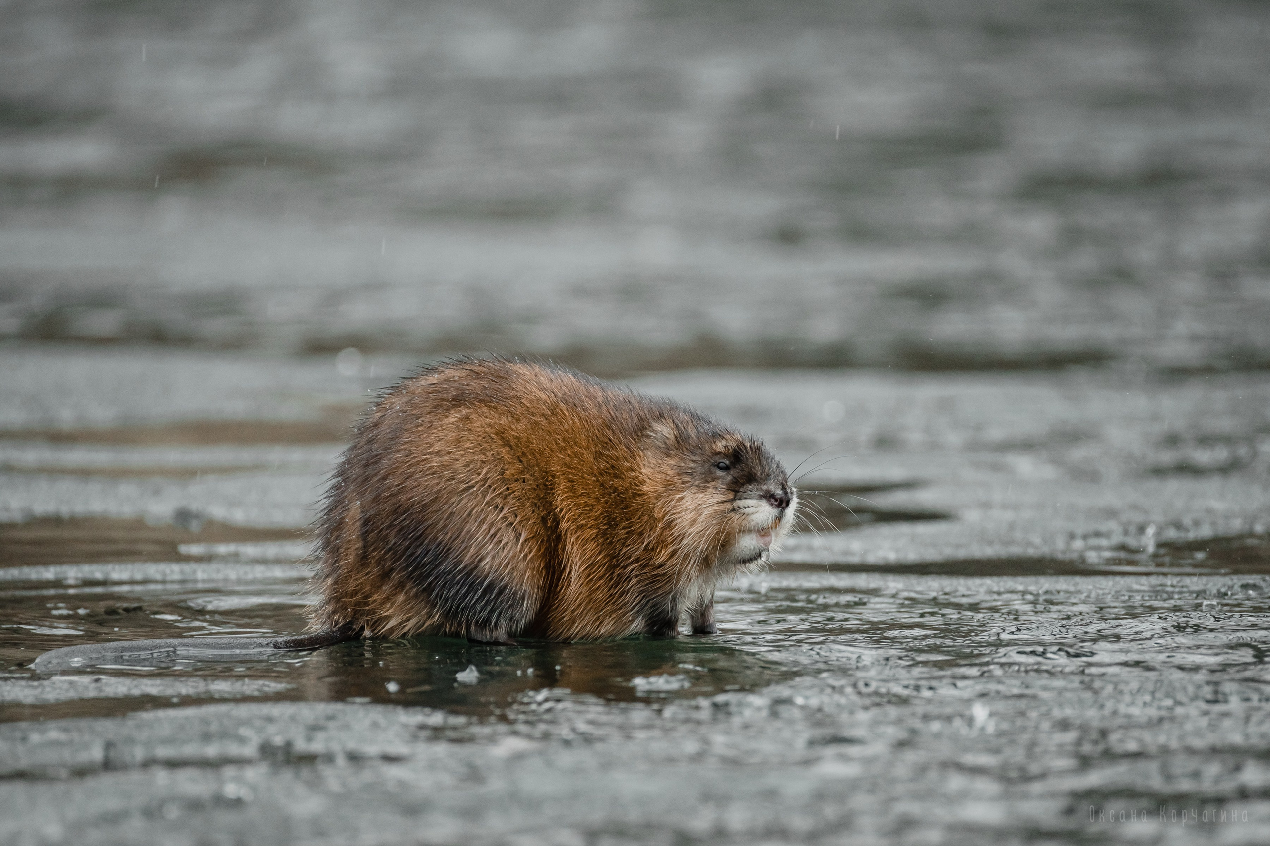 Ондатры. Фотограф в Красноярске Оксана Корчагина