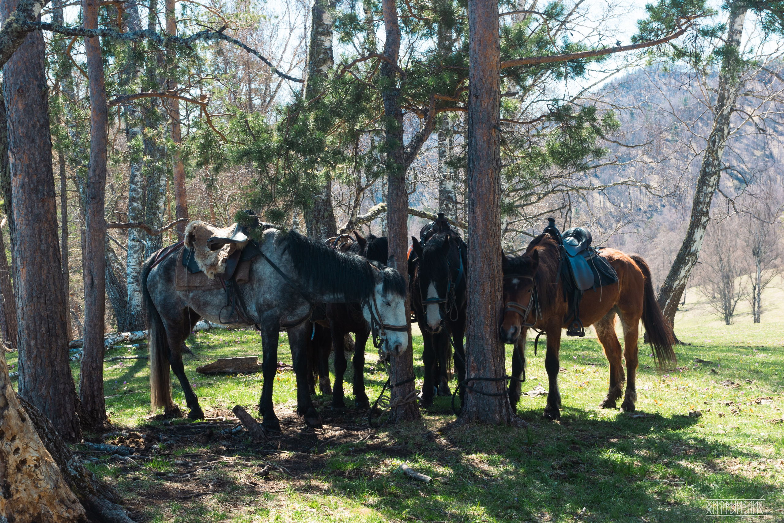 Алтай. Фотограф-путешественник Самойлов Максим «Sly Fox»