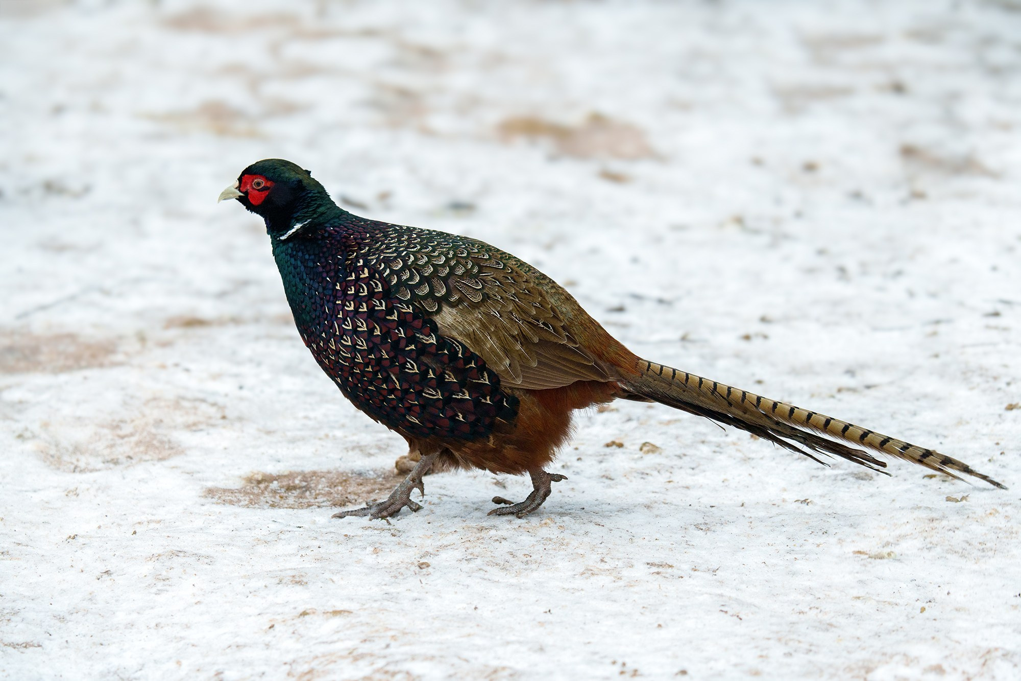 Удивительные мир птиц. Вокруг нас столько прекрасного — присмотритесь!. Ваш личный фотограф Марина Волкова