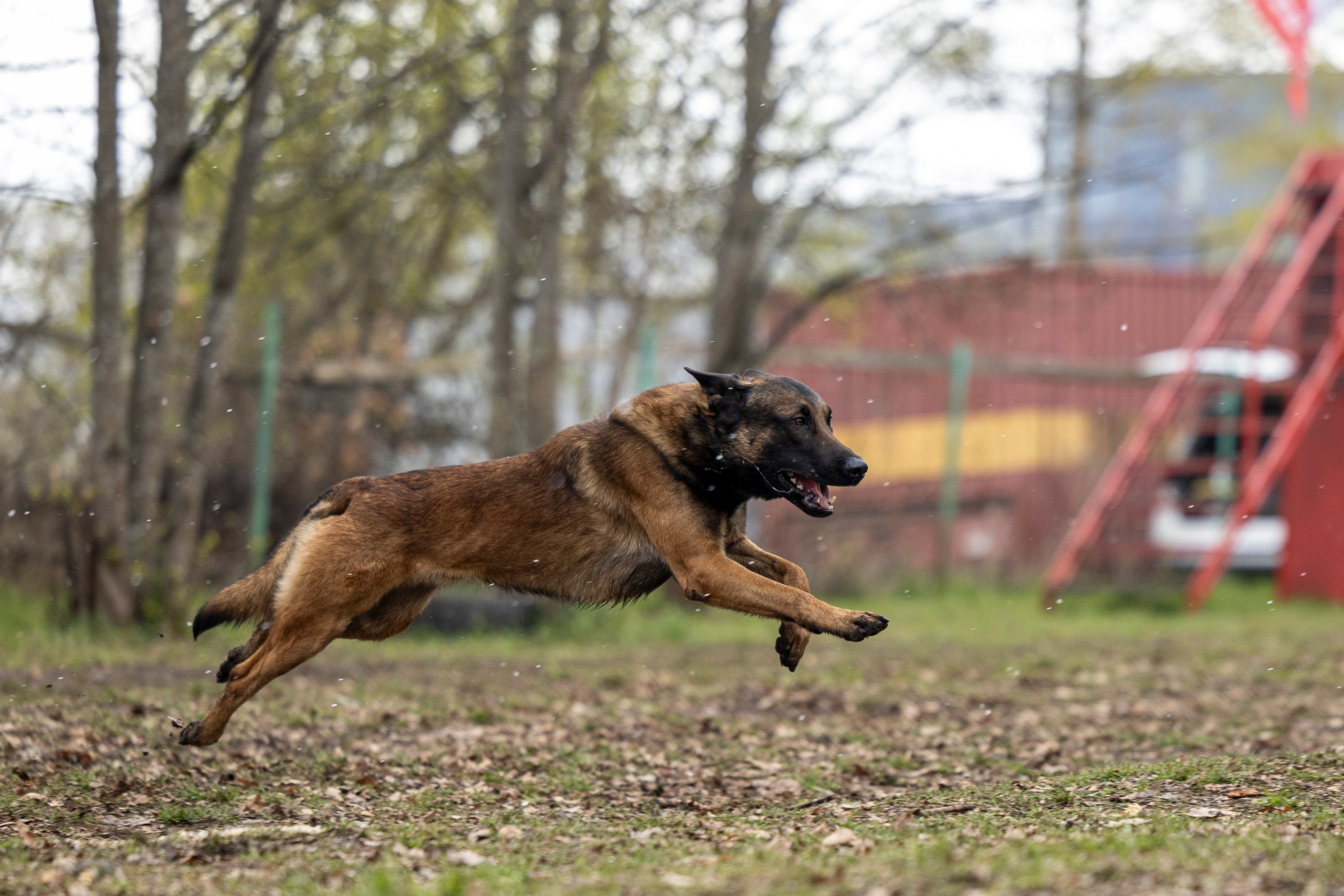 Квалификационные состязания по мондьорингу г. Вологда 11.05.24. Фотограф-анималист Анна Маринич