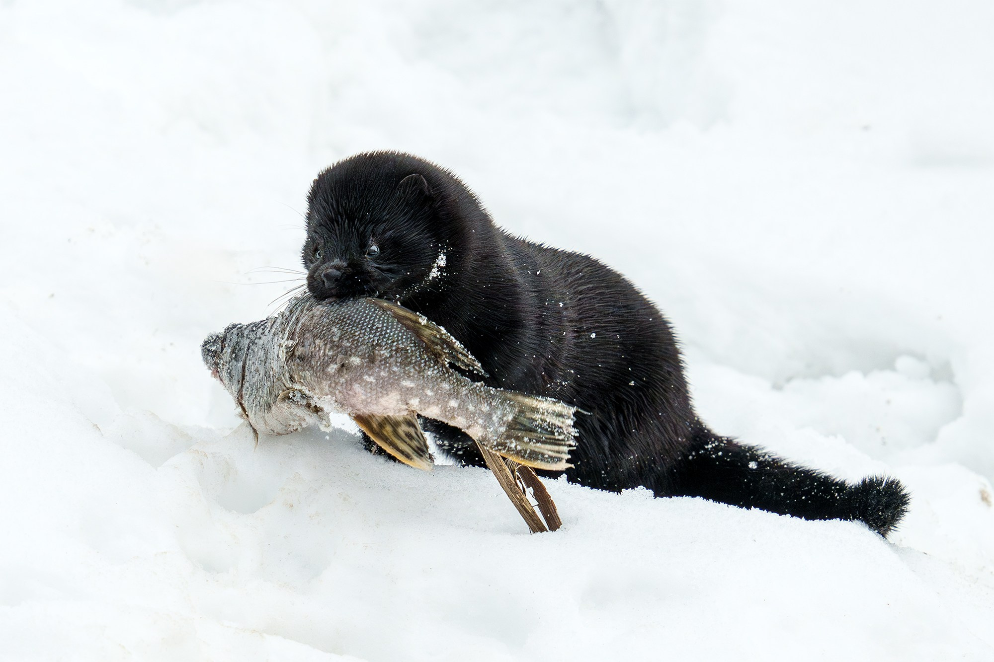 Животные. Ваш личный фотограф Марина Волкова