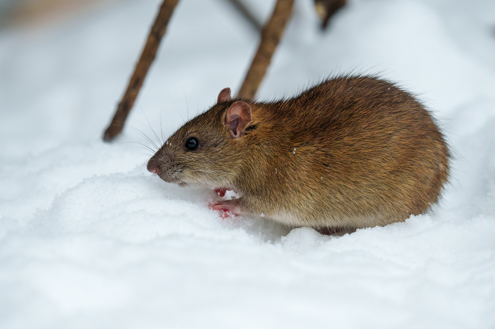 Животные. Ваш личный фотограф Марина Волкова