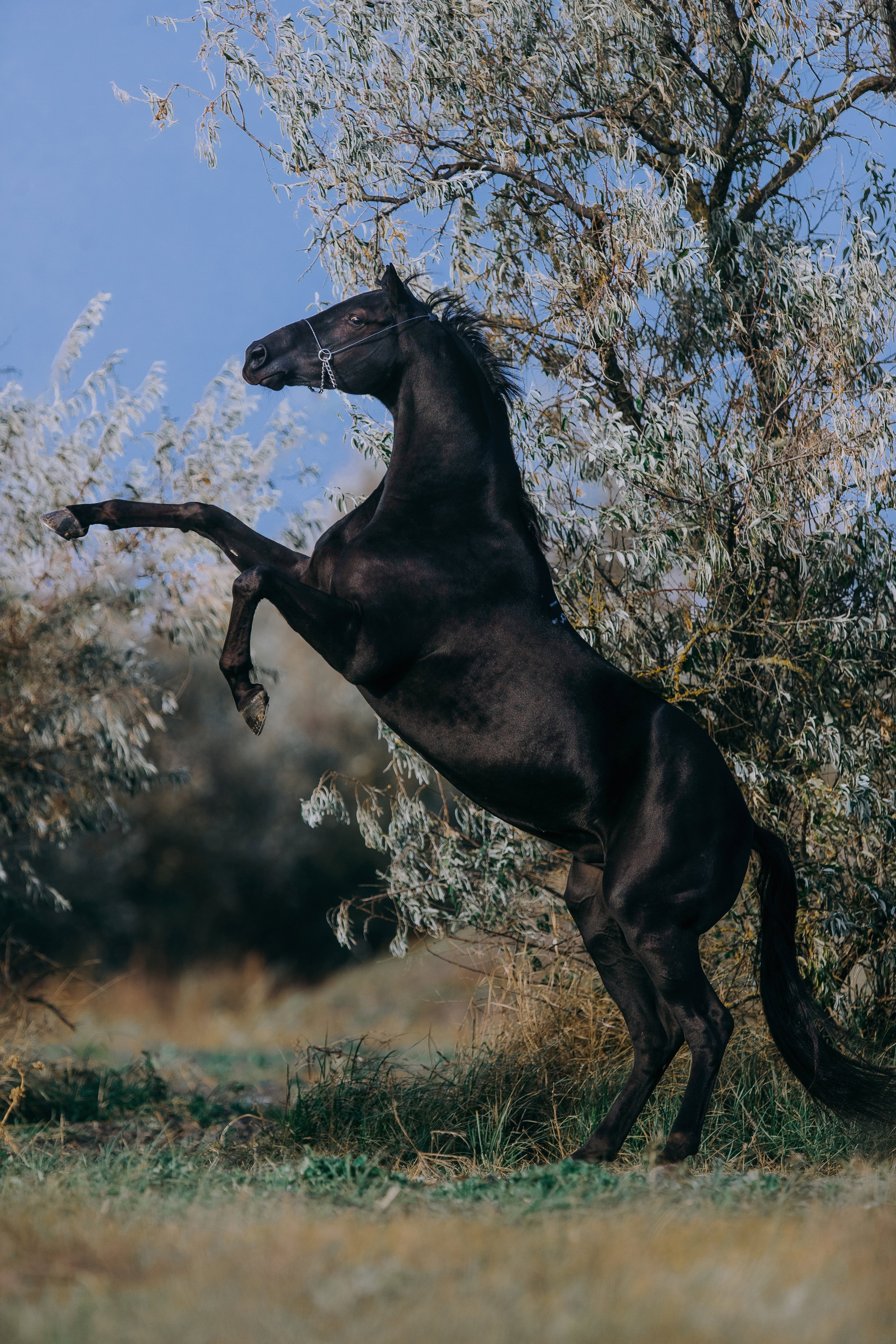 Разное. Фотограф-анималист Ксендзова Кристина