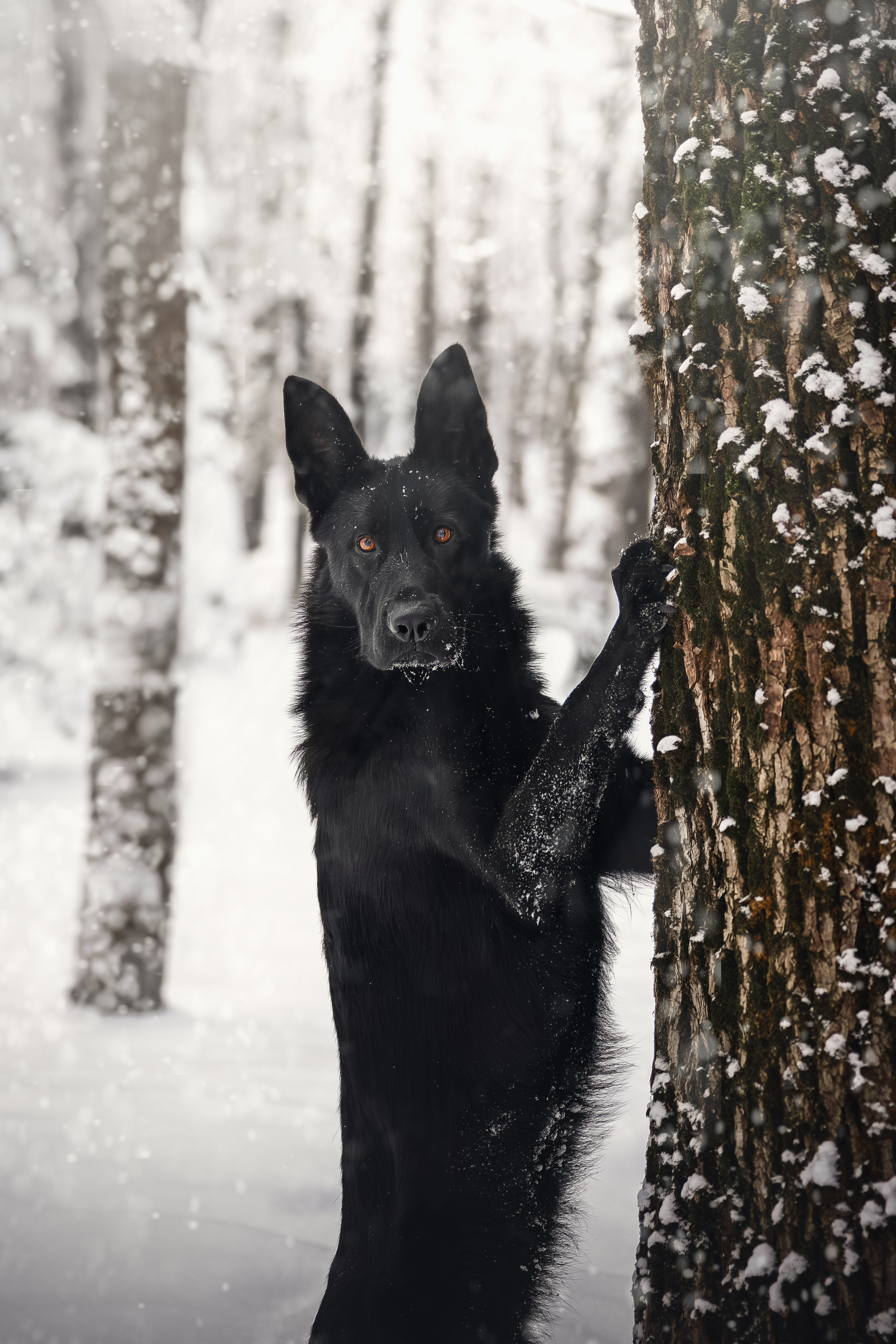 Собаки. Фотограф-анималист Нижний Новгород