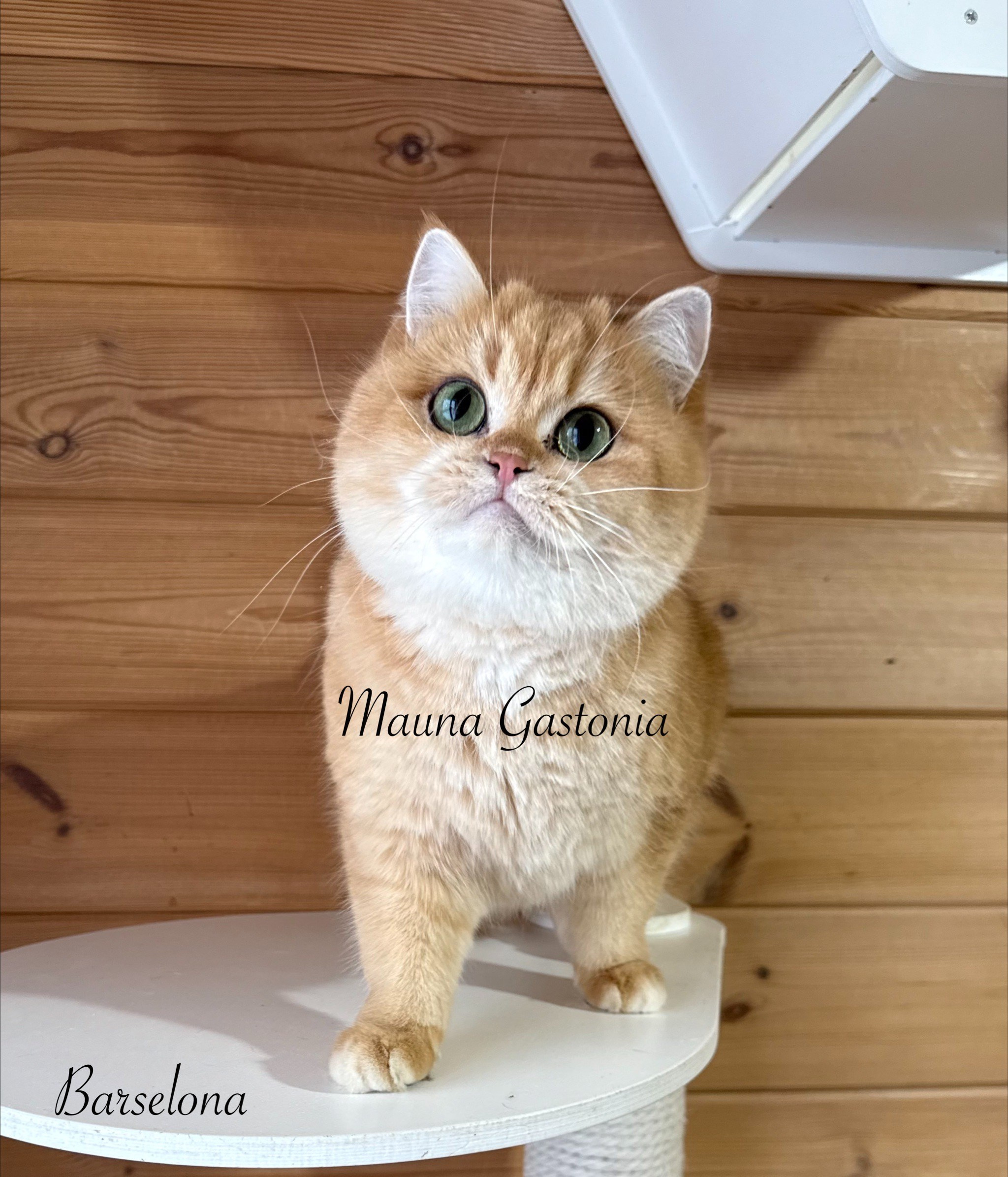 Barselona. Mauna Gastonia