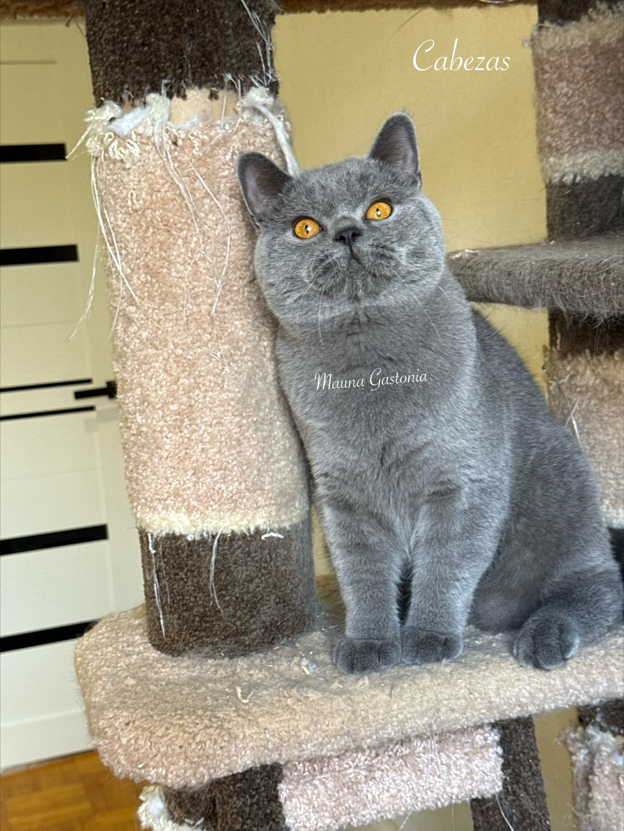 Cabezas. Mauna Gastonia