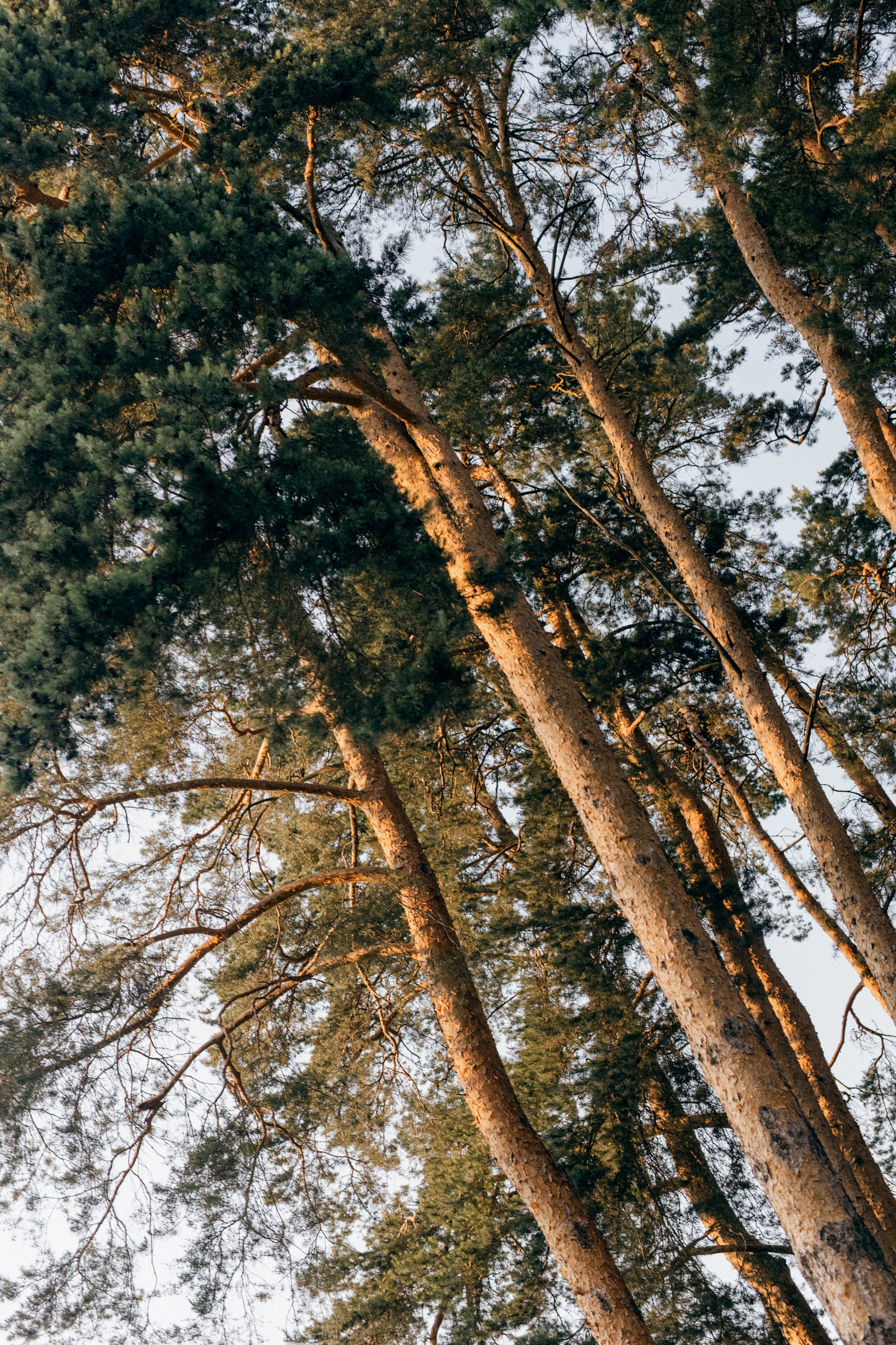 Маргаритки. Варвара Синицына: семейный фотограф в Москве