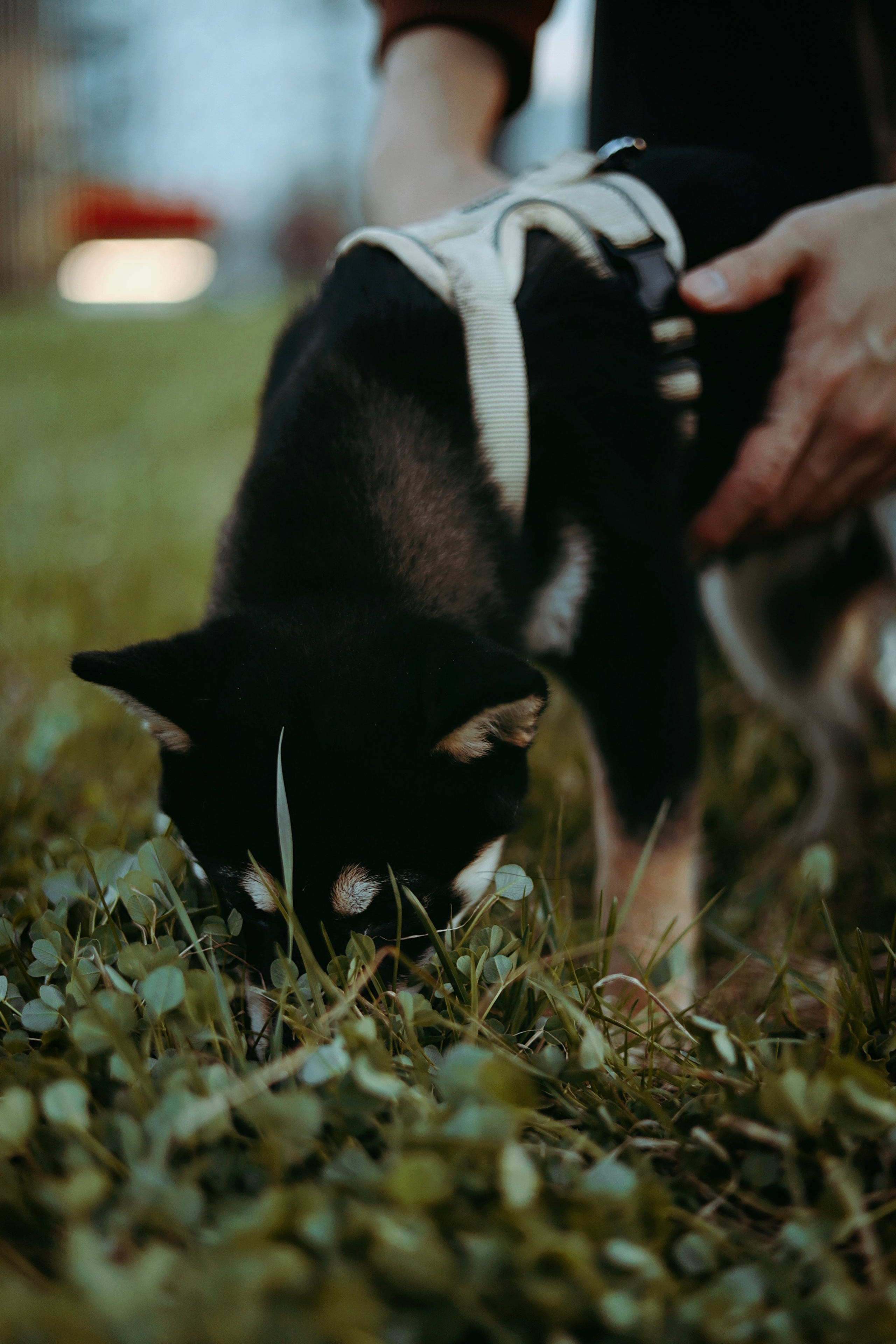 Puppy. Фотосессии в Москве и Санкт-Петербурге, а также по столицам стран Евро