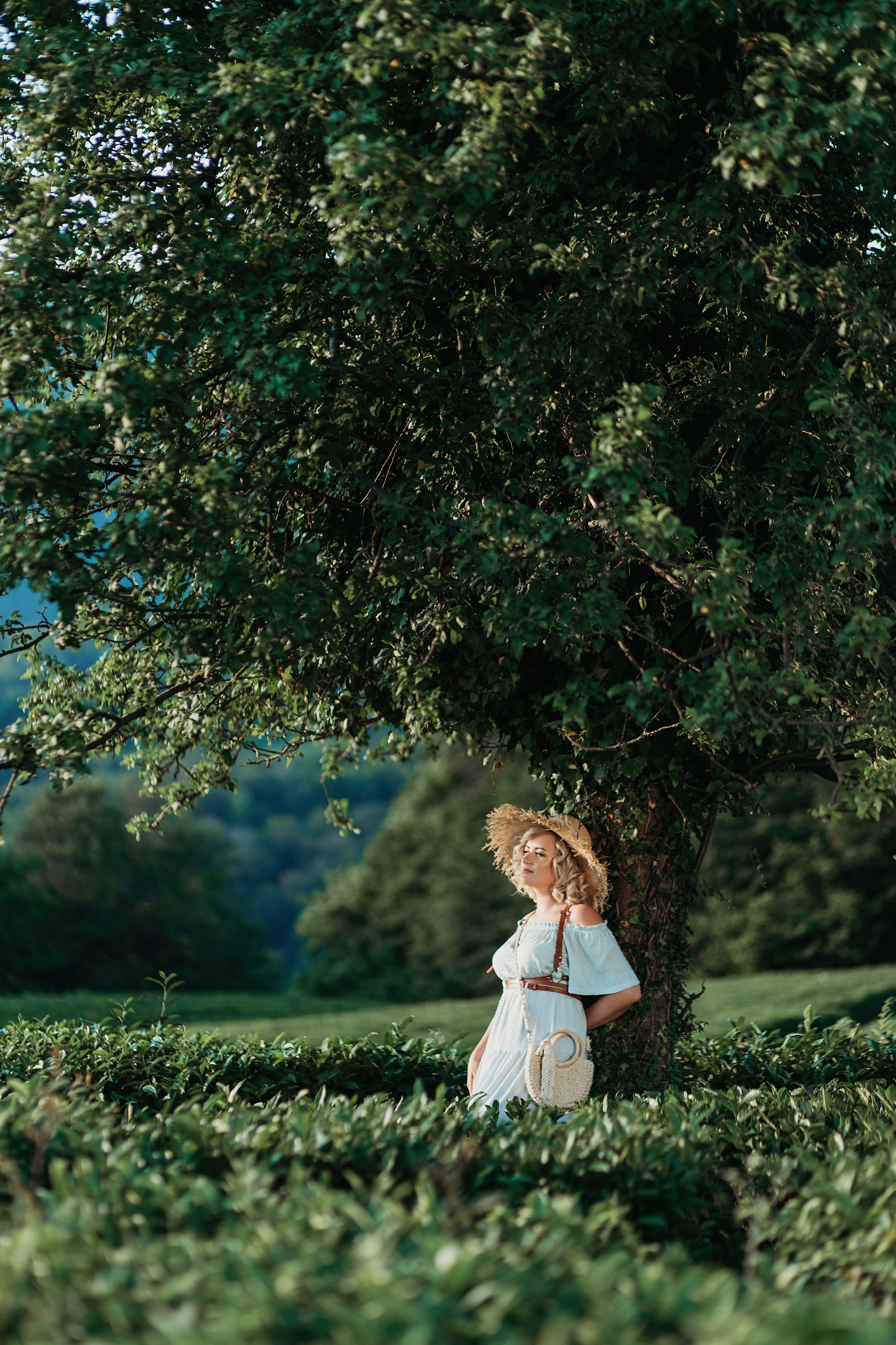 Чайные плантации мацеста. Фотограф Сочи Татьяна Зорина