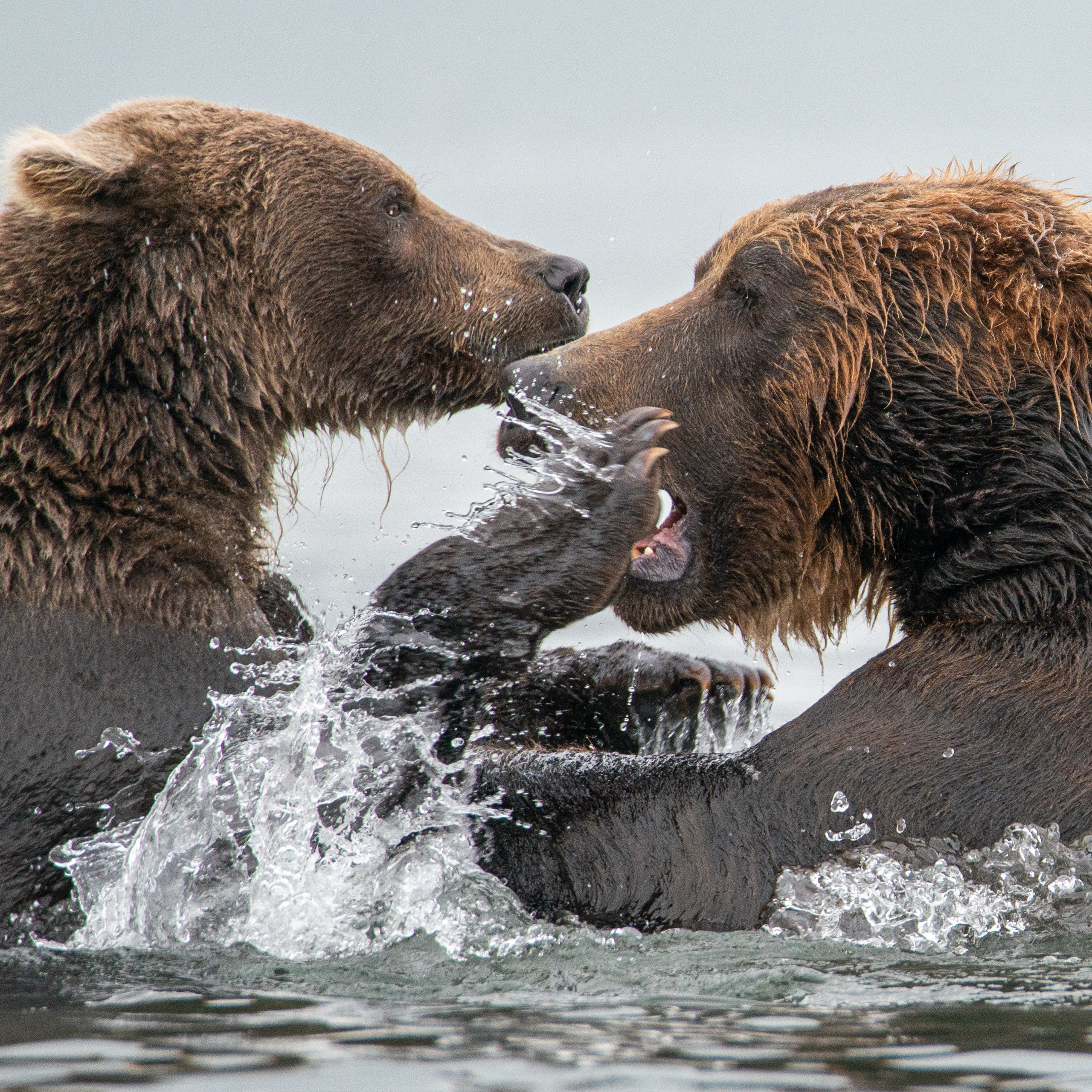 Камчатка — земля медведей. Игорь Иванко — Репортажный и событийный фотограф. Москва