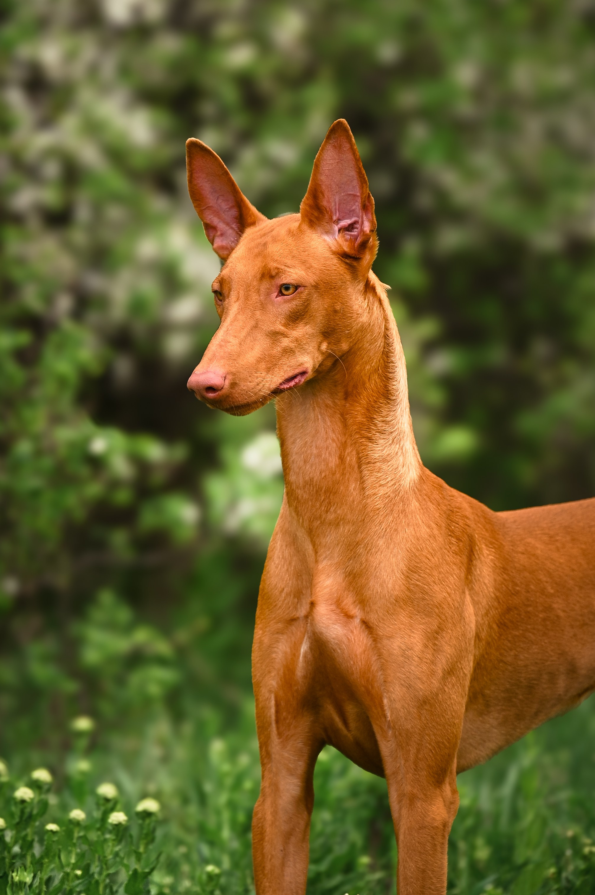 Фараонова собака Ромарио. Фотограф в Ростове —на — Дону