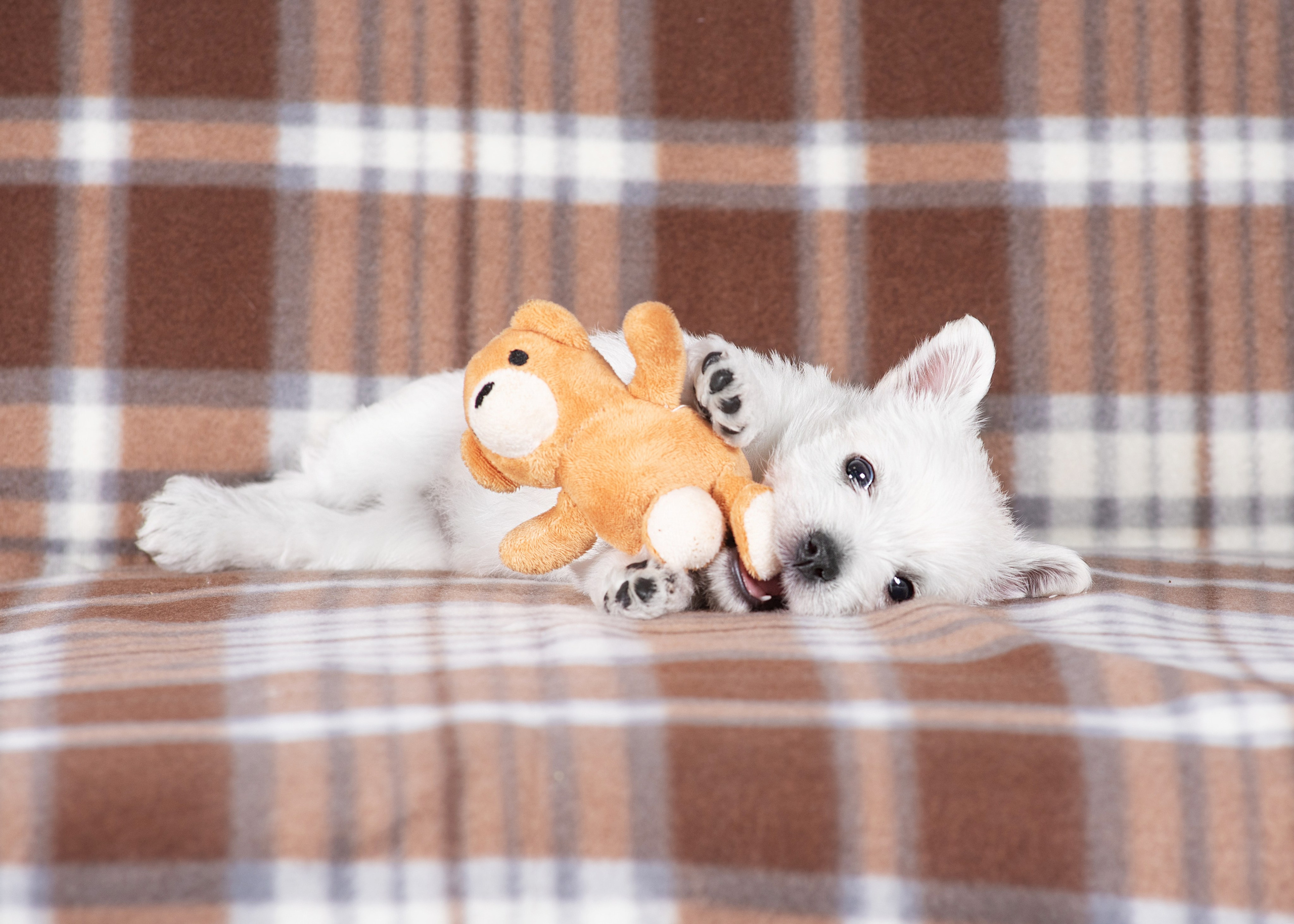 Щенки вест хайленд. Дог-фотограф в Тюмени Александра Королева