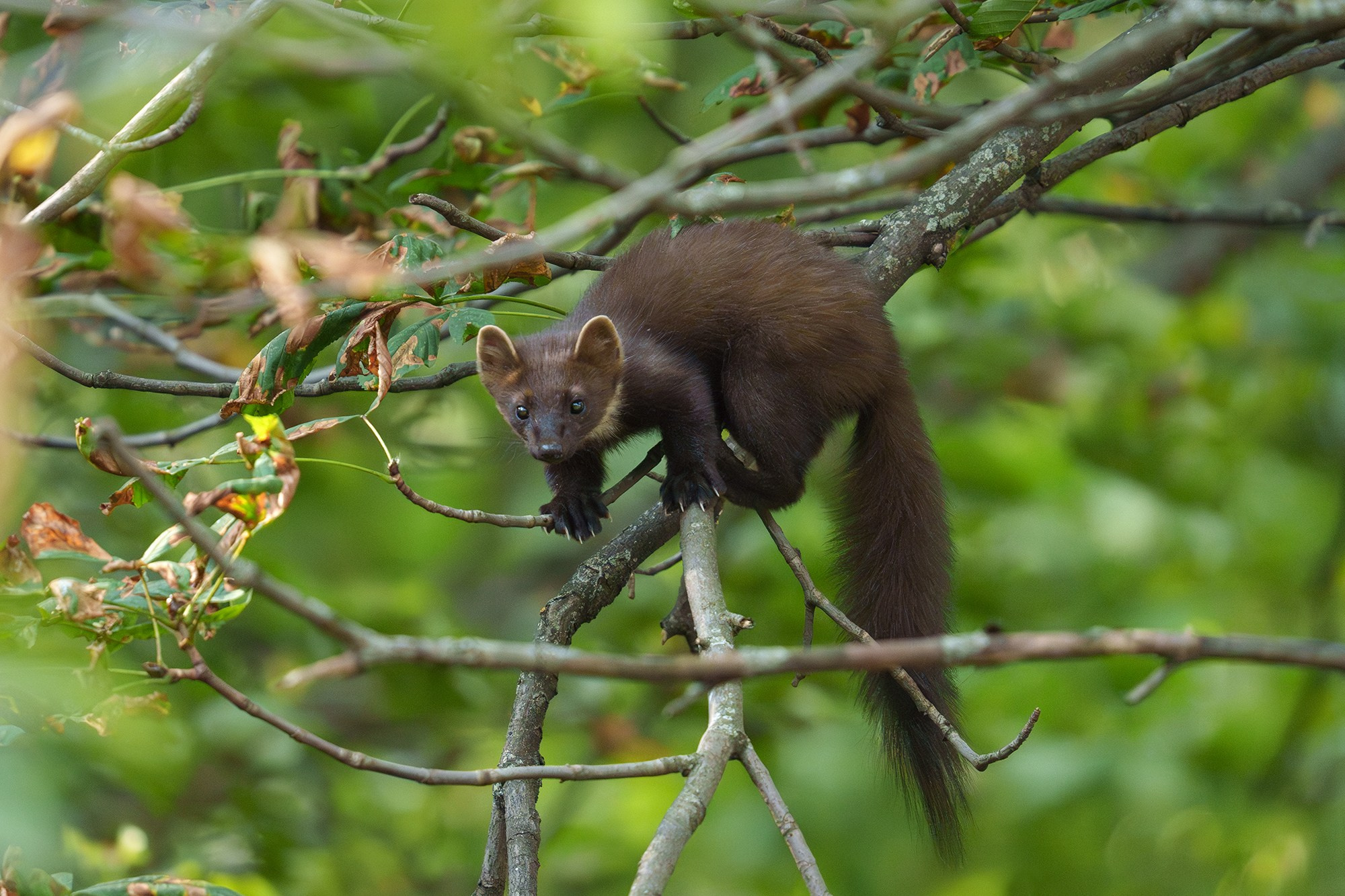 Животные. Ваш личный фотограф Марина Волкова