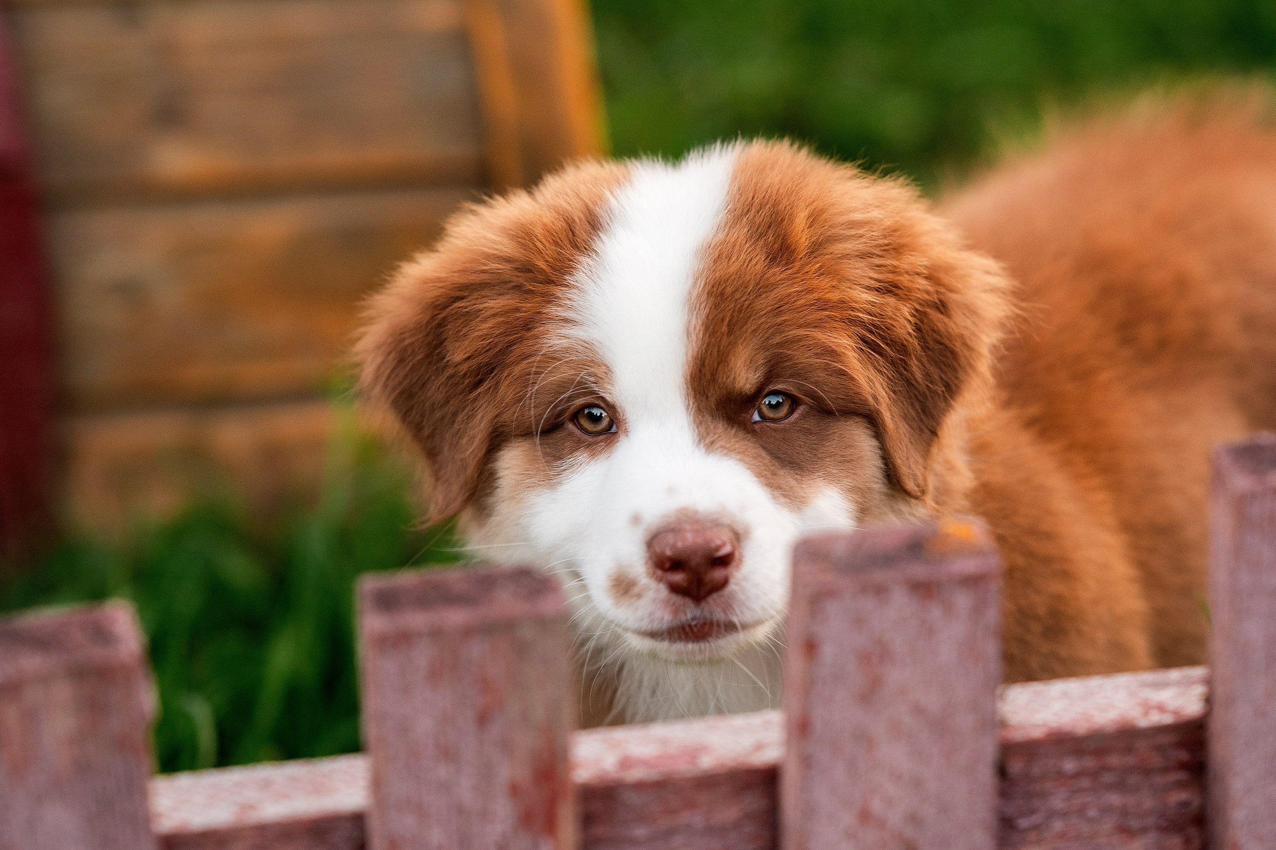 Заводчик Елизавета Степанова. Творческий фотограф Вологда
