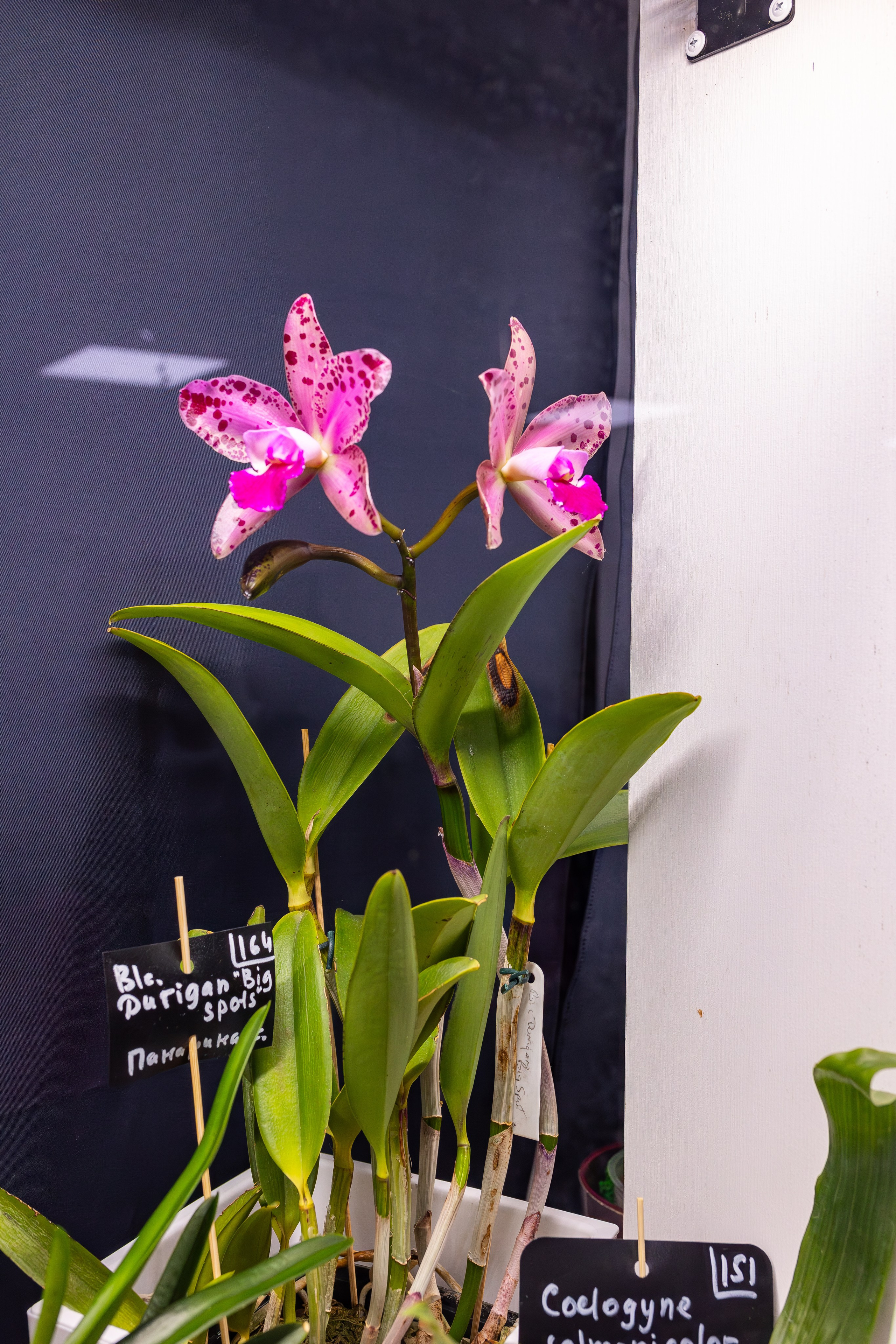 Орхидиум сентябрь 2025. Александра Куликова фотограф, Москва