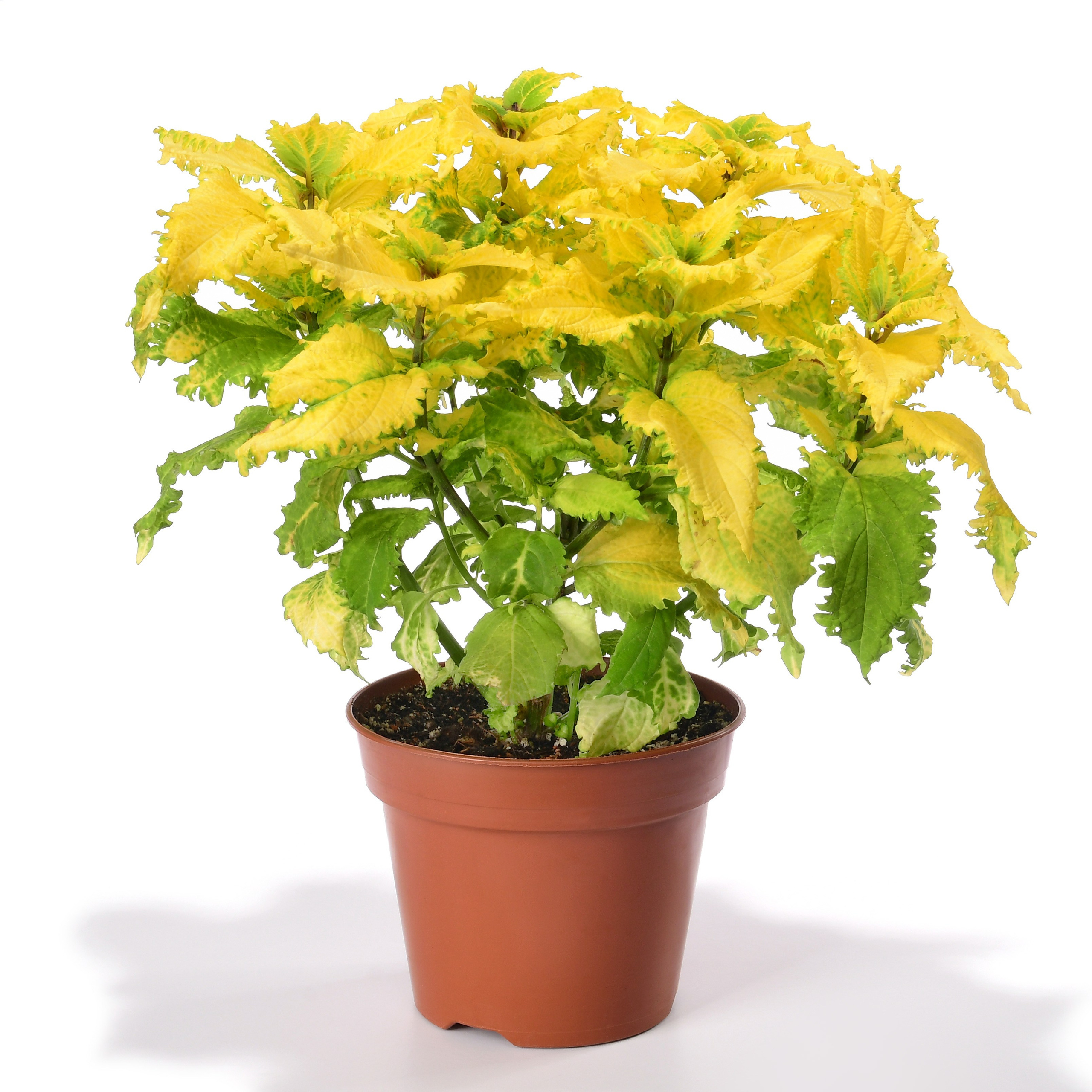 Комнатное растение с желтыми листьями вид сбоку