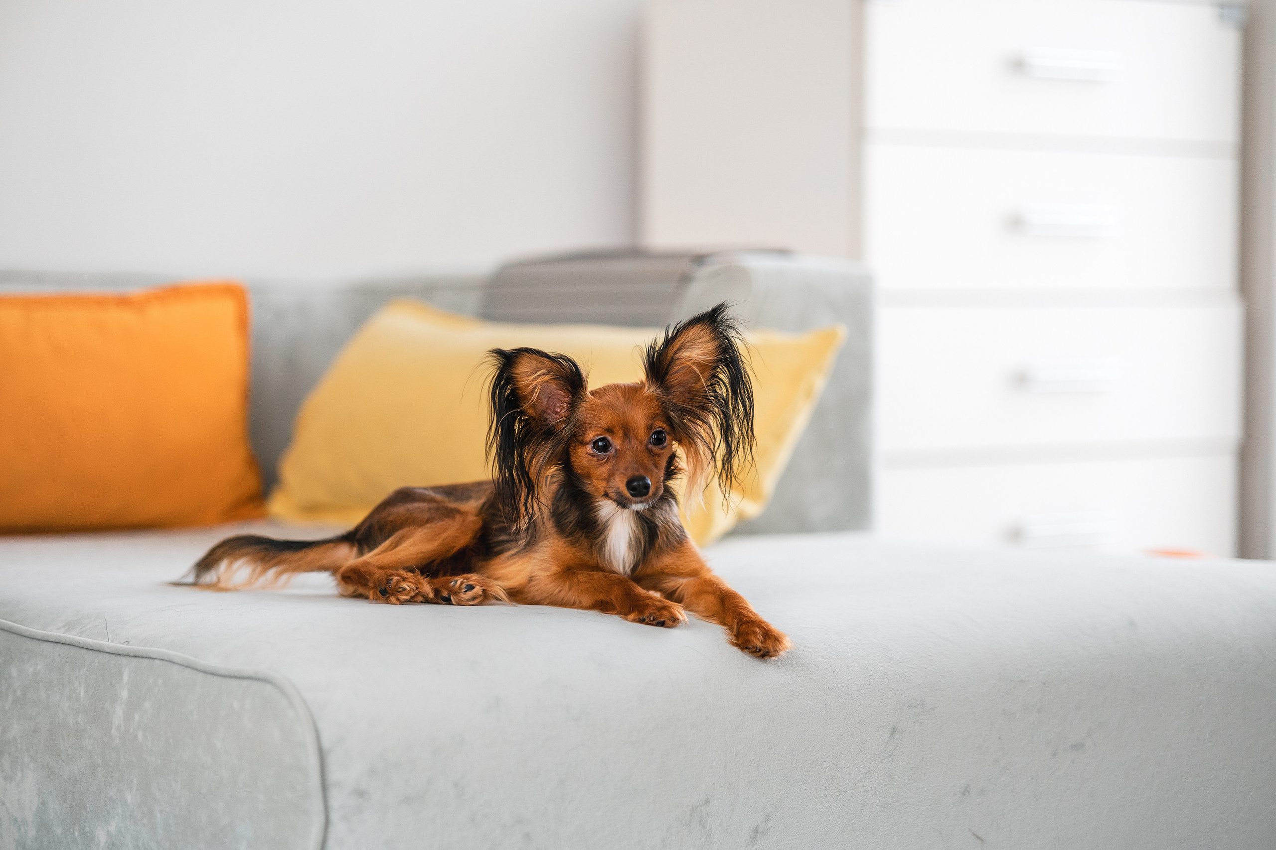 Малыши Той Терьер. Фотограф Анималист в Москве Анастасия Жучкова